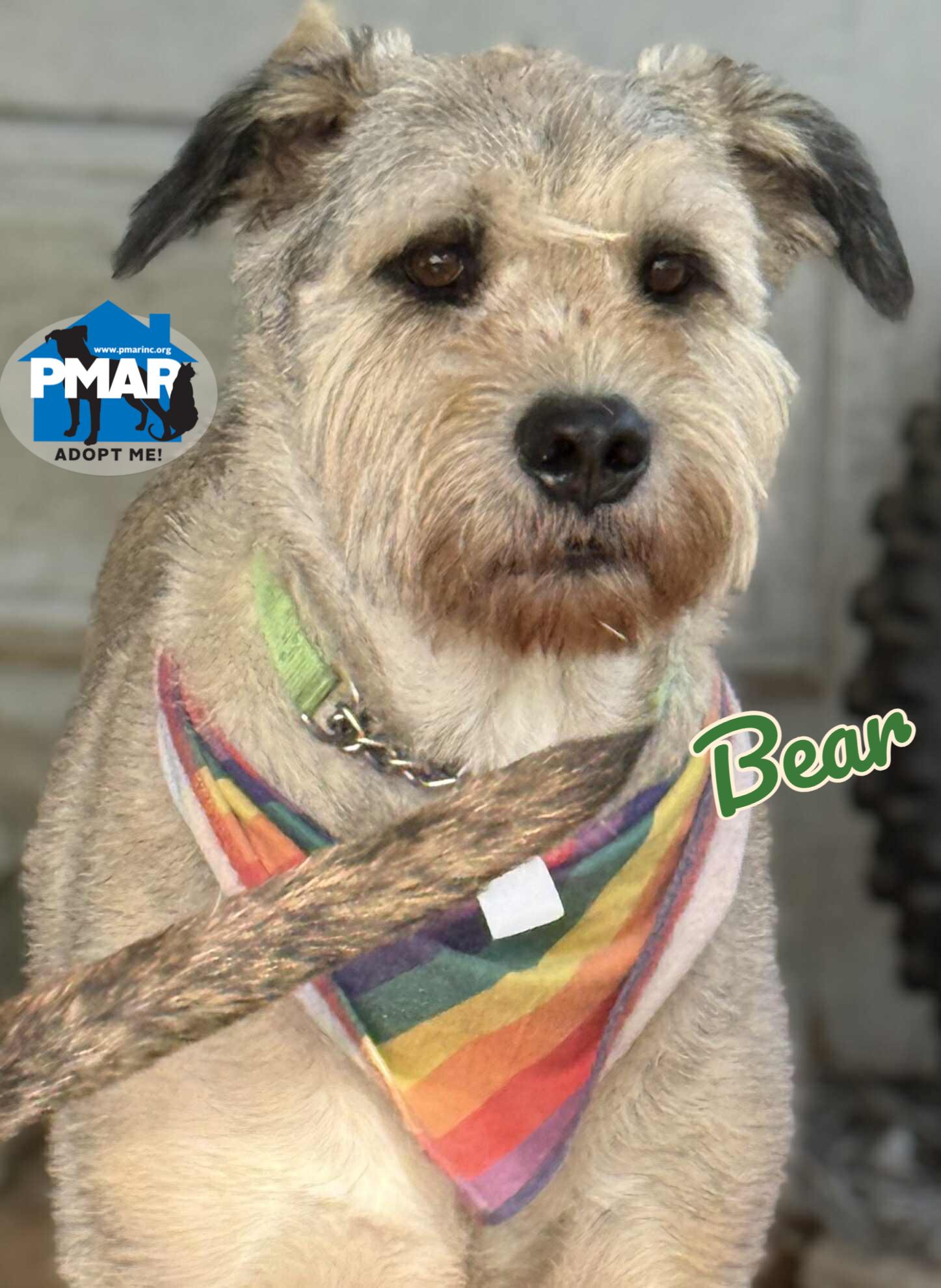 Enlarge Bear, a Adoptable mixed breed in Binghamton, NY image 1/6