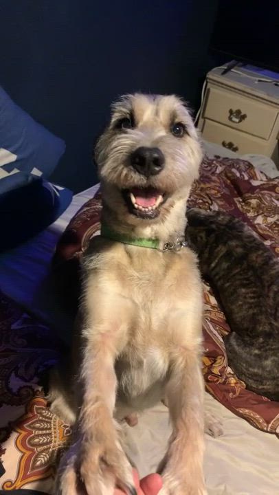 Enlarge Bear, a Adoptable mixed breed in Binghamton, NY video 4/6