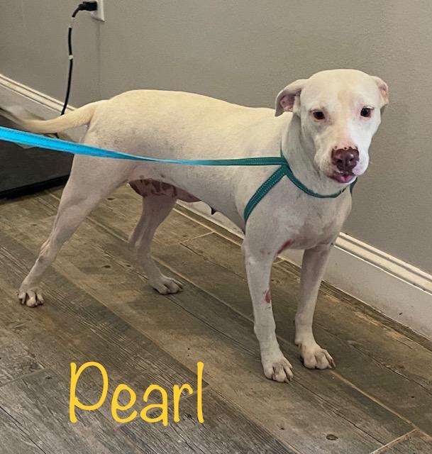 Pearl, Adoptable, Adult Female Labrador Retriever & Pointer.