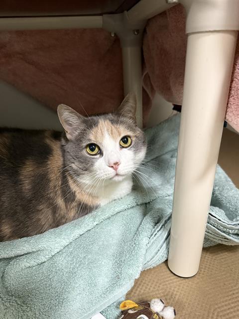 Enlarge PRINCESS, a Adoptable Domestic Short Hair in Boston, MA image 1/1