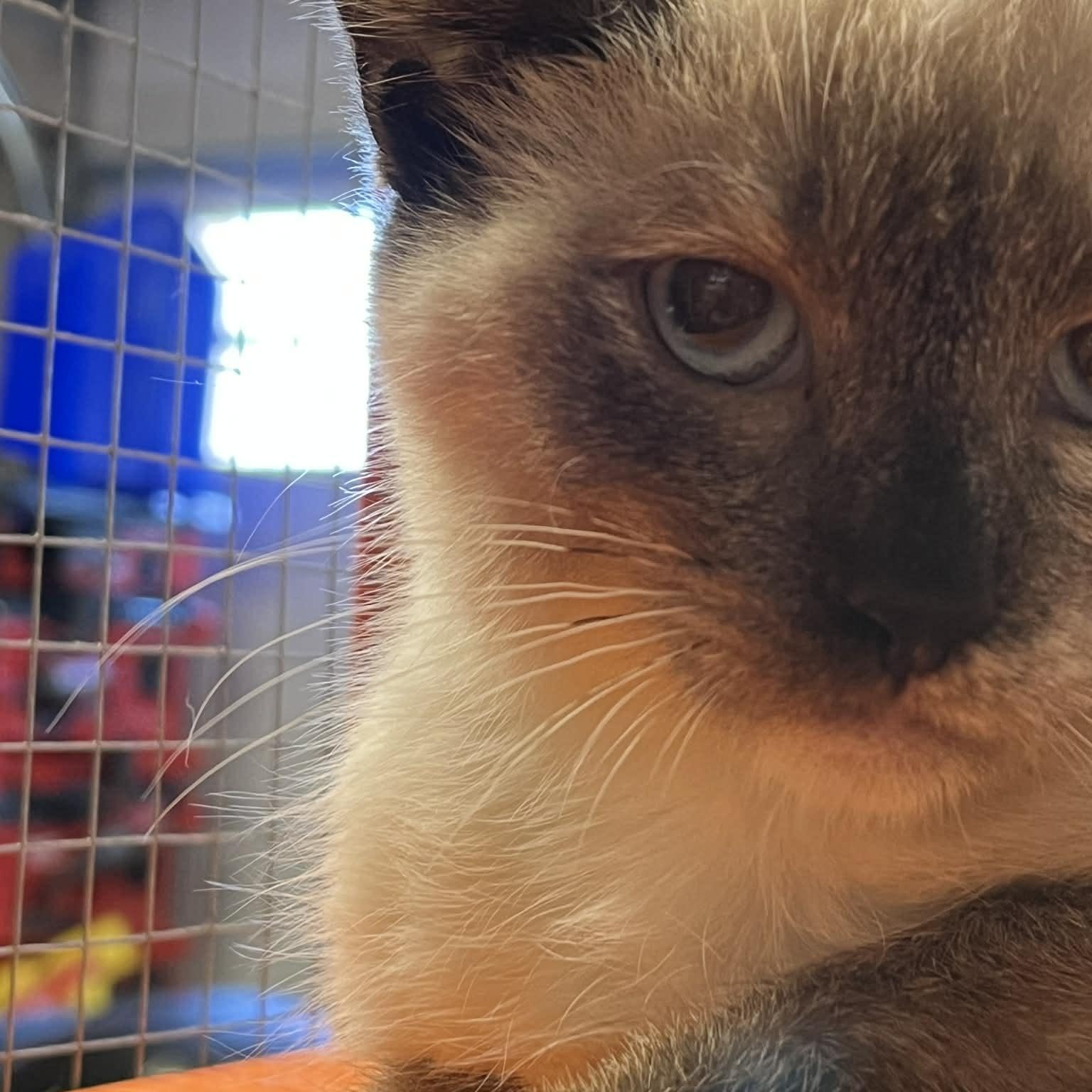 Enlarge Mali, an adopted mixed breed in Antioch, CA image 3/4