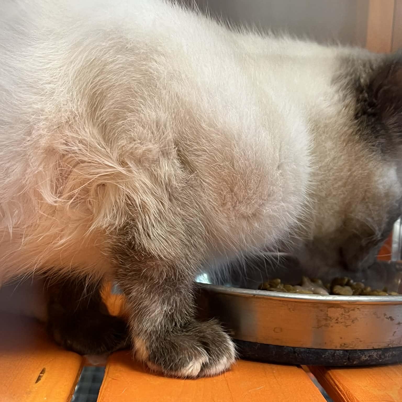 Enlarge Mali, an adopted mixed breed in Antioch, CA image 4/4