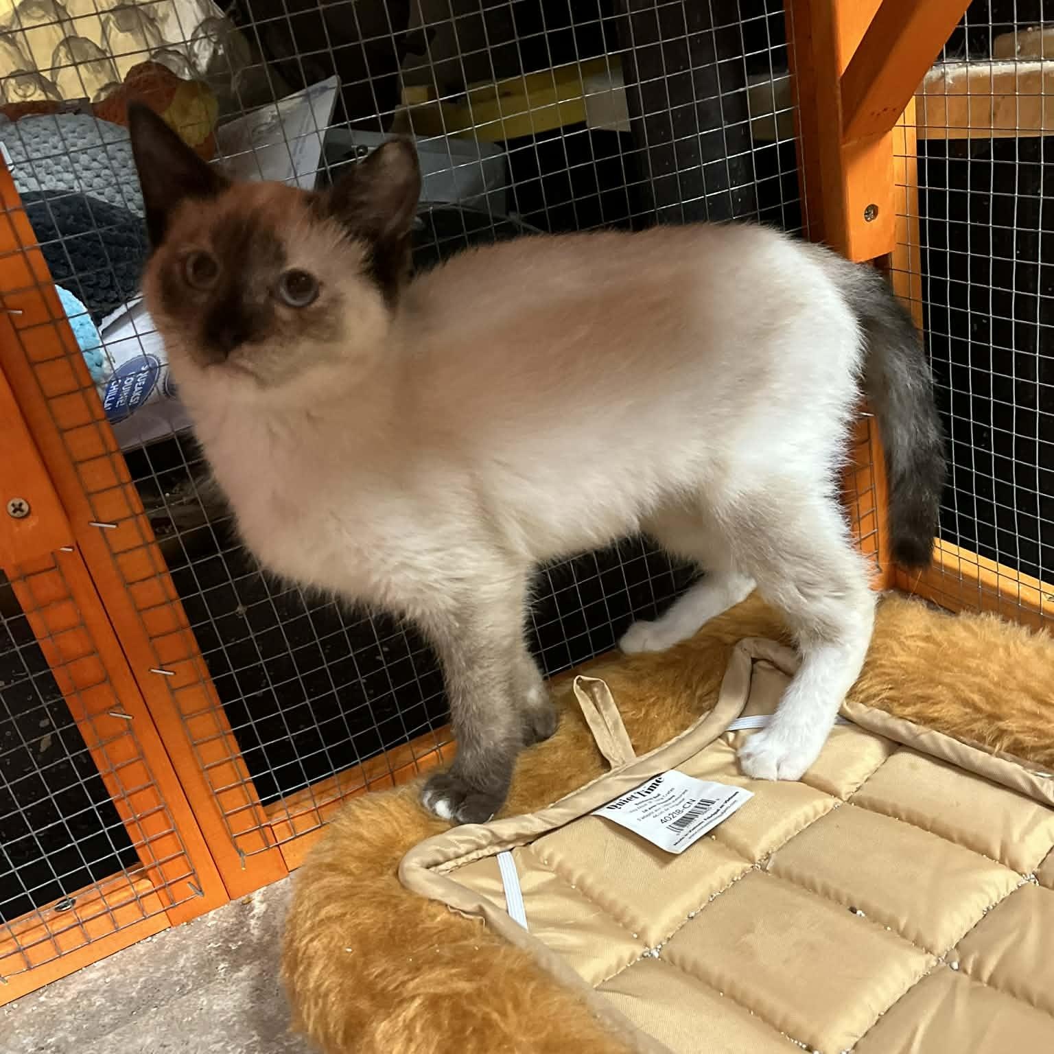 Enlarge Mali, an adopted mixed breed in Antioch, CA image 2/4