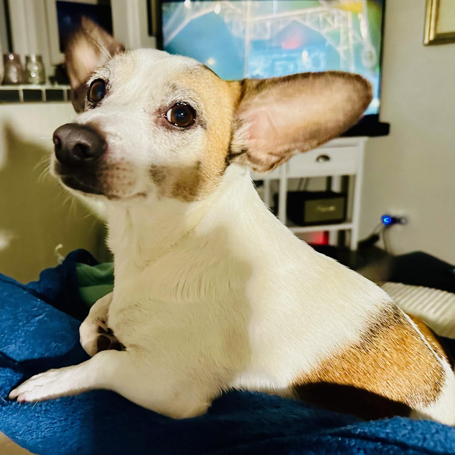 Buddy-Sweet Shyer Guy!, an adopted mixed breed in Seattle, WA image 2/6