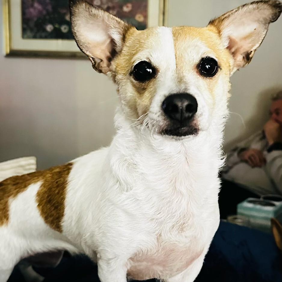 Buddy-Sweet Shyer Guy!, an adopted mixed breed in Seattle, WA image 1/6