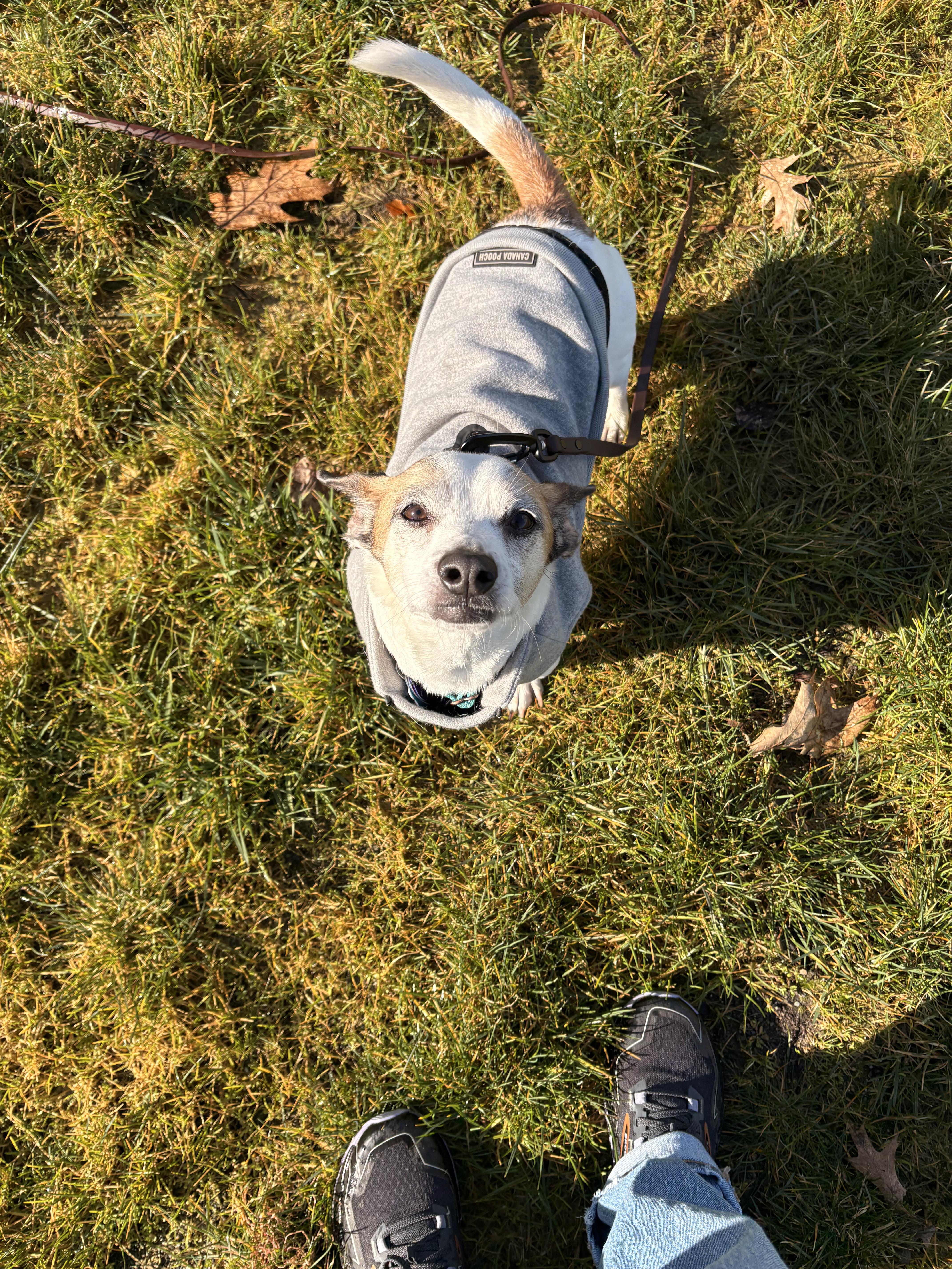 Buddy-Sweet Shyer Guy!, an adopted mixed breed in Seattle, WA image 6/6
