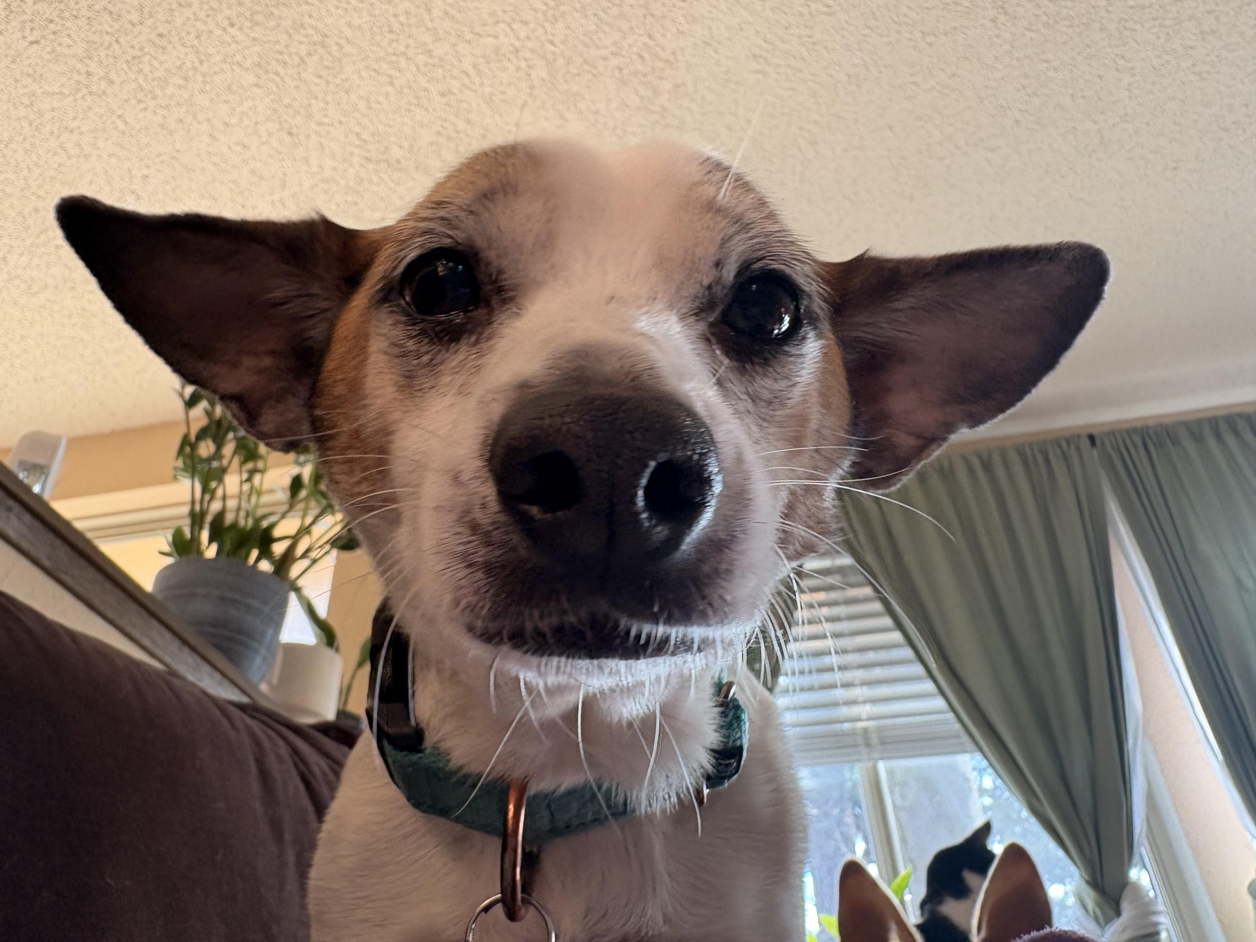 Buddy-Sweet Shyer Guy!, an adopted mixed breed in Seattle, WA image 3/6