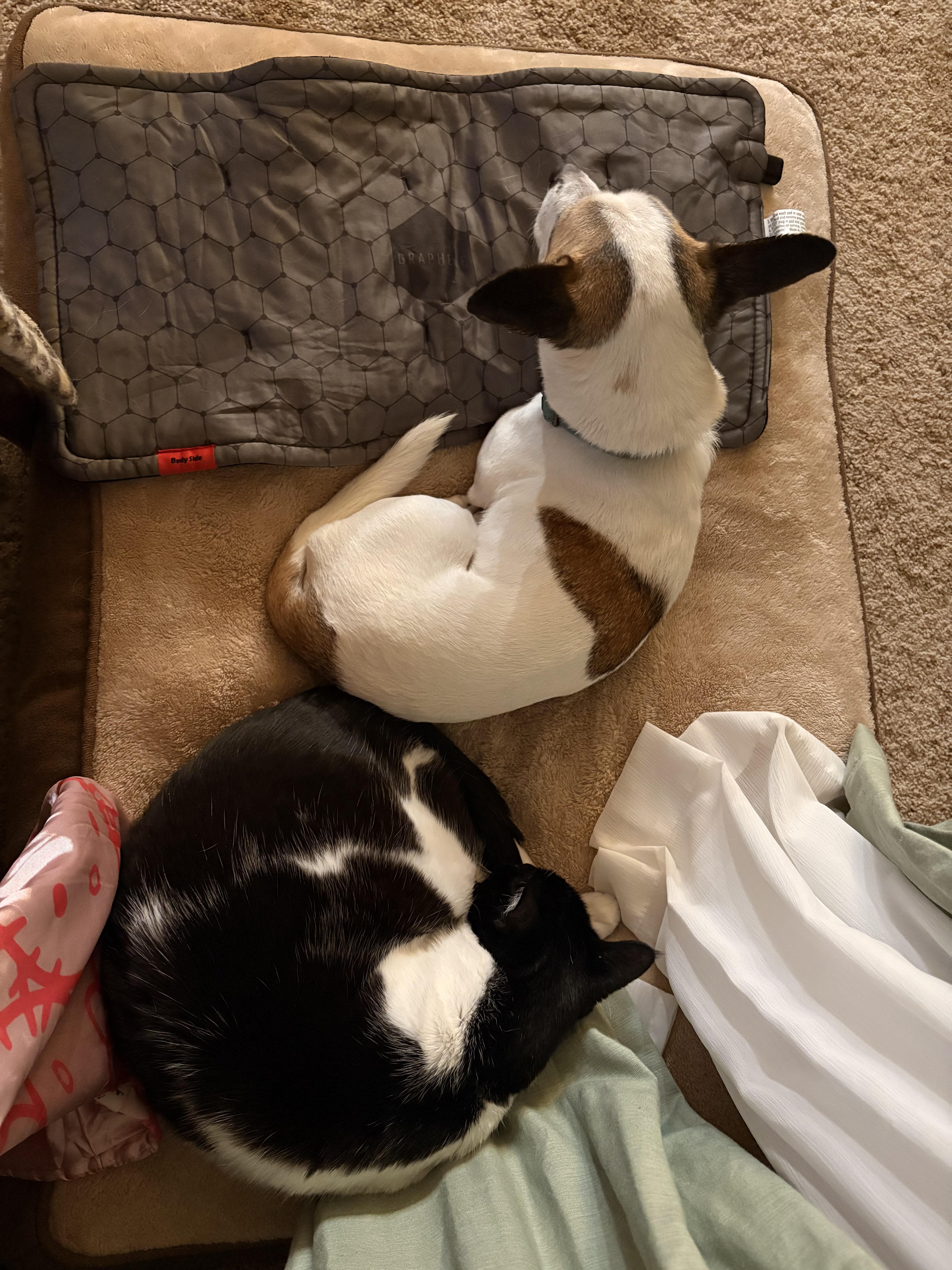 Buddy-Sweet Shyer Guy!, an adopted mixed breed in Seattle, WA image 5/6