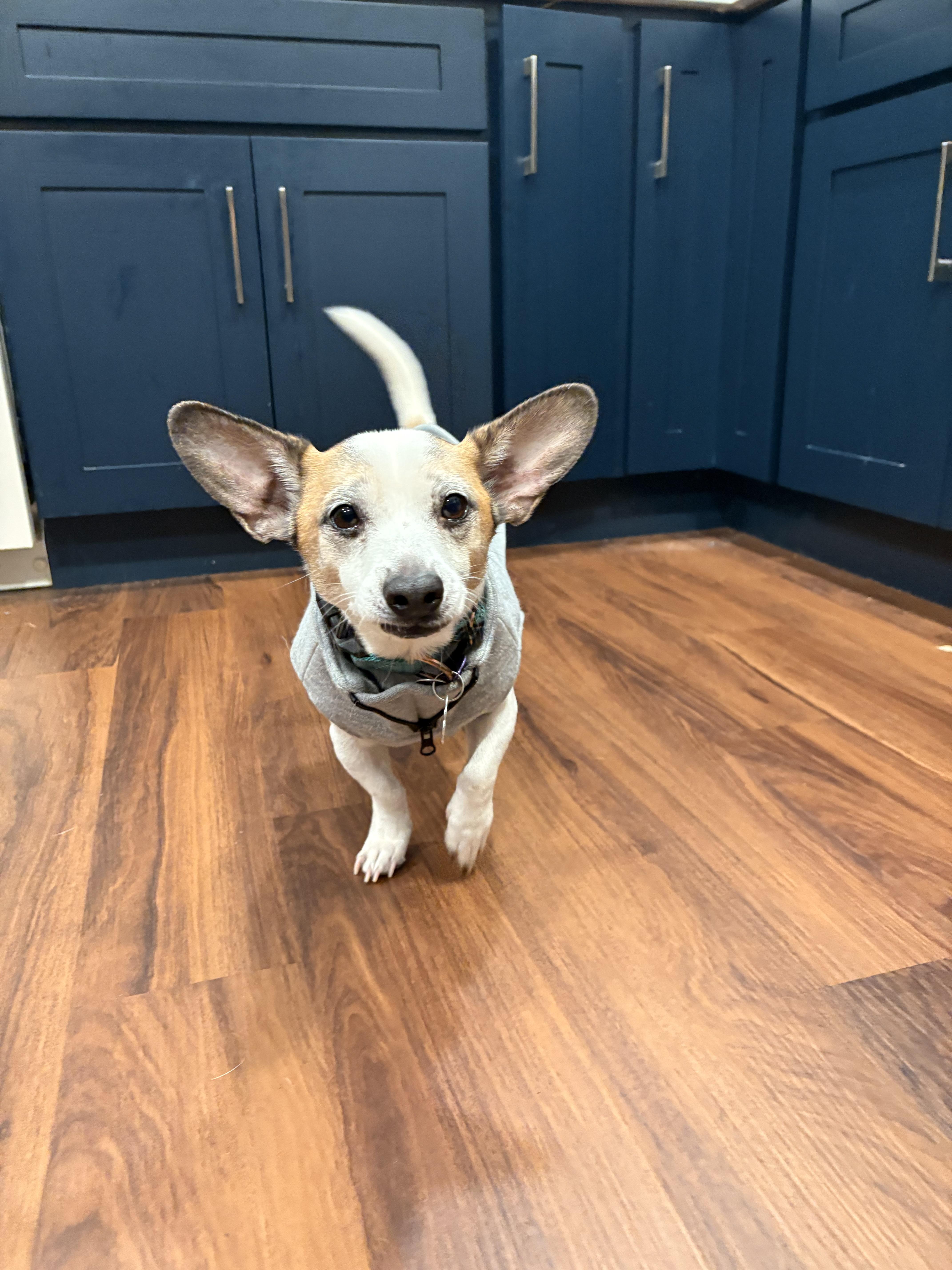 Buddy-Sweet Shyer Guy!, an adopted mixed breed in Seattle, WA image 4/6