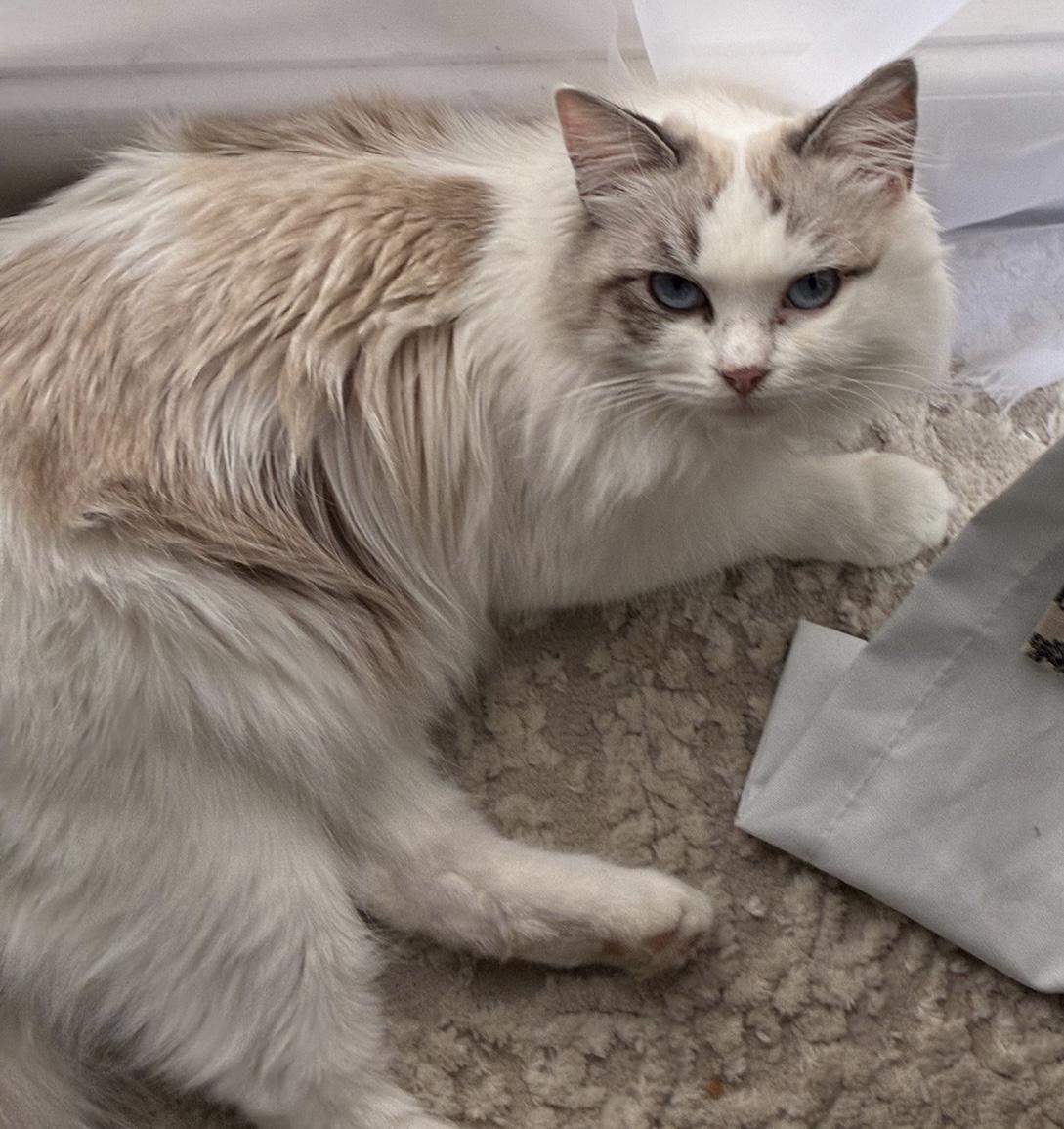 Enlarge Daphne (bonded to Clara), an adopted mixed breed in Los Angeles, CA image 4/6