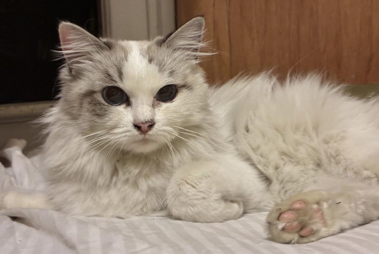 Enlarge Daphne (bonded to Clara), an adopted mixed breed in Los Angeles, CA image 5/6