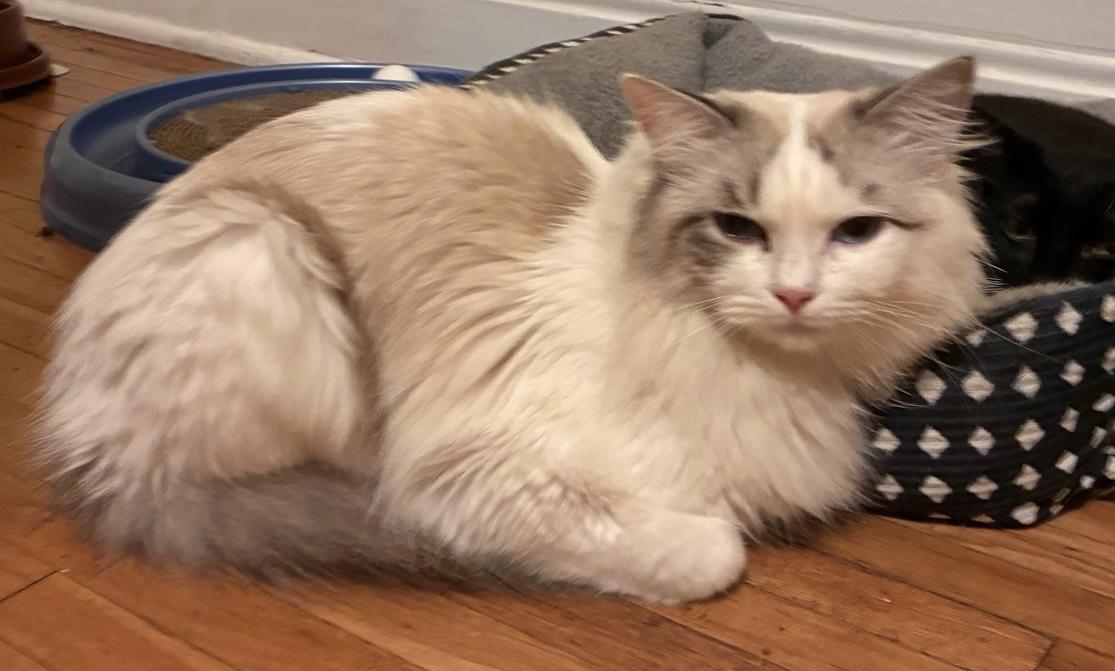 Daphne (bonded to Clara), adopted, Young Female Domestic Long Hair & Ragdoll.