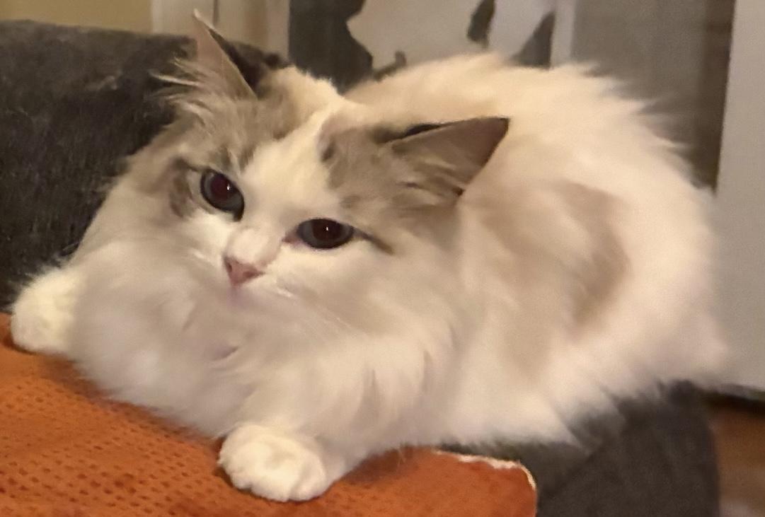 Enlarge Daphne (bonded to Clara), an adopted mixed breed in Los Angeles, CA image 6/6