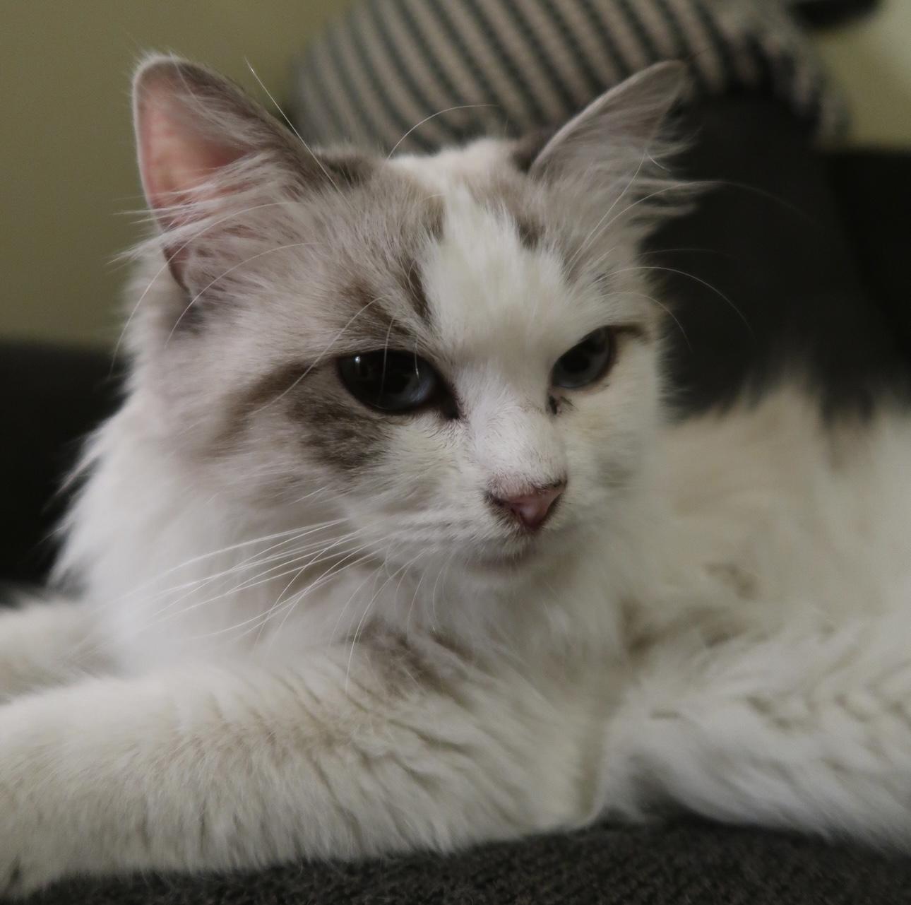 Enlarge Daphne (bonded to Clara), an adopted mixed breed in Los Angeles, CA image 3/6