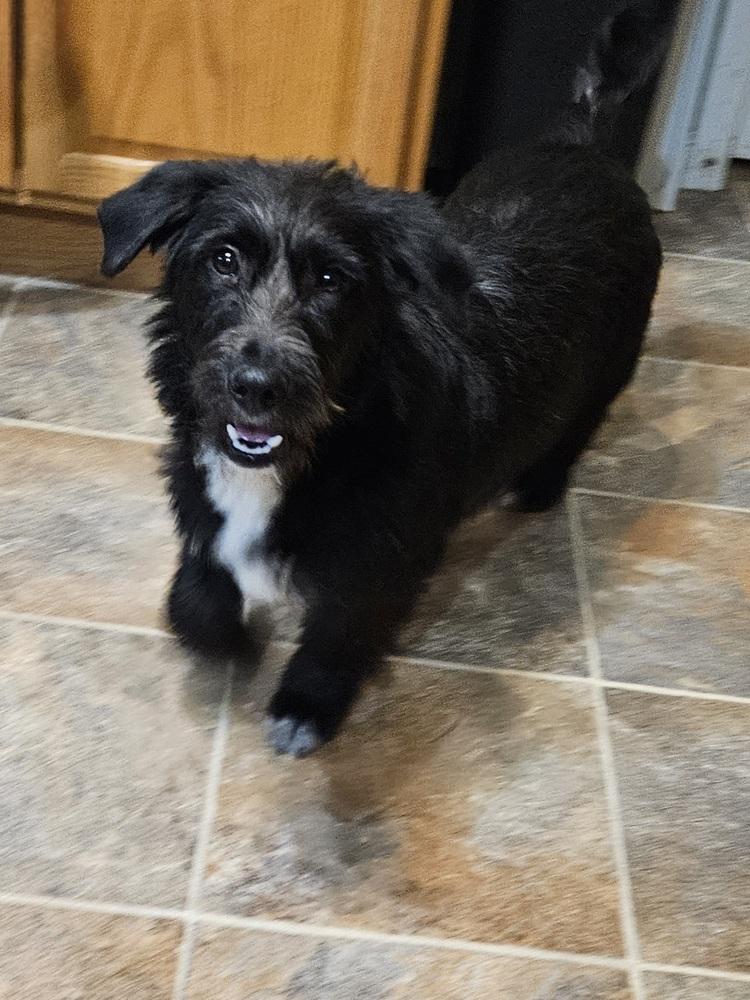 Fozzie Bear thumbnail 4