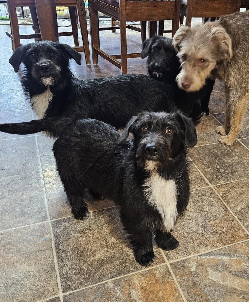 Fozzie Bear thumbnail 6