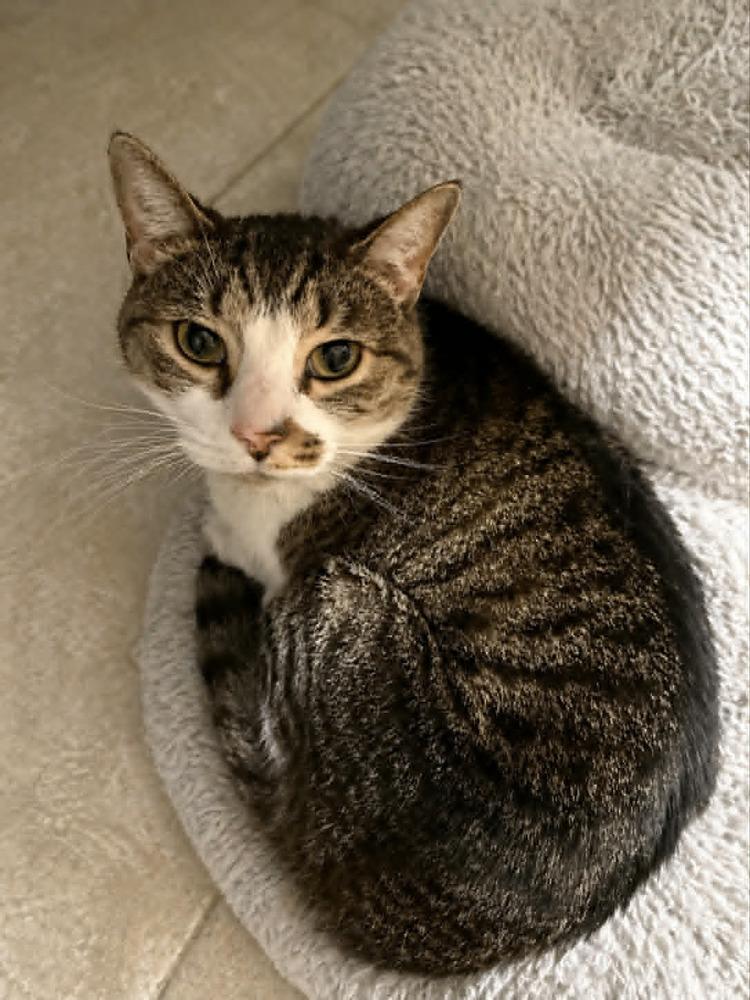 Enlarge Isabella, a Adoptable Domestic Short Hair in Evansville, IN image 1/1
