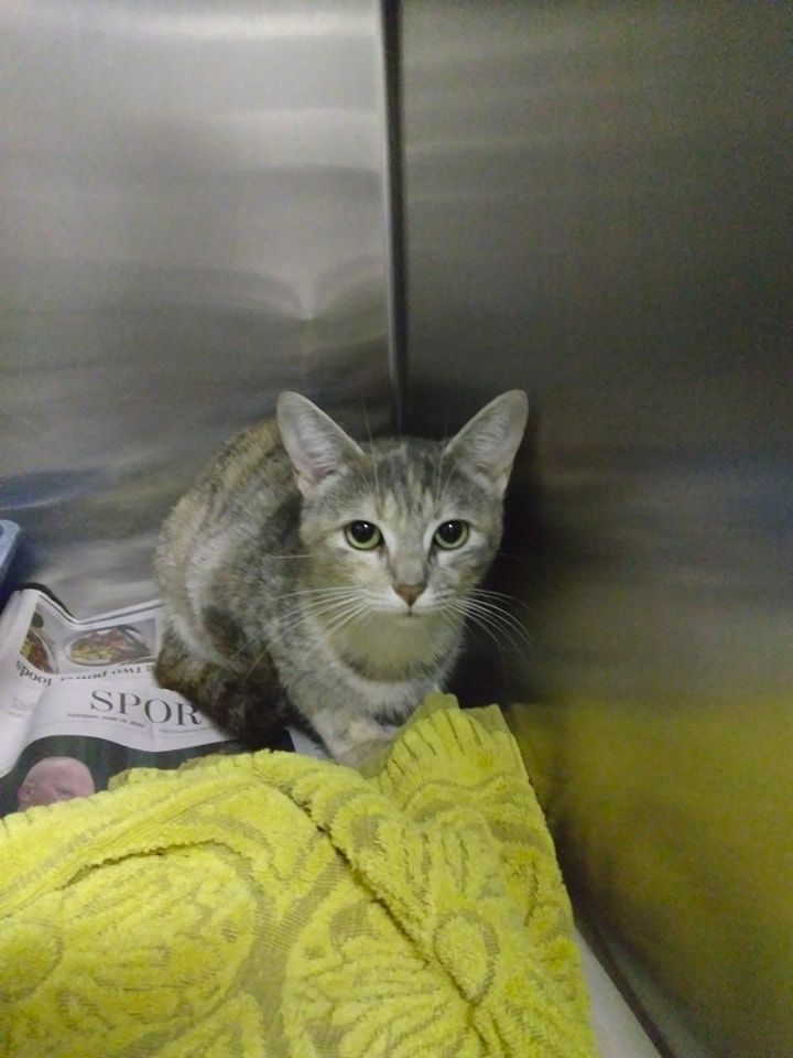 Enlarge Lotus, a Adoptable Dilute Tortoiseshell in Stuart, VA image 1/1