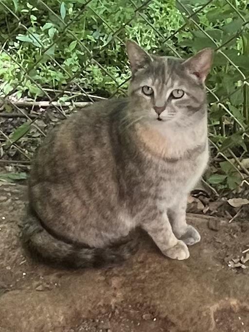 Lotus, Adoptable, Adult Female Dilute Tortoiseshell.