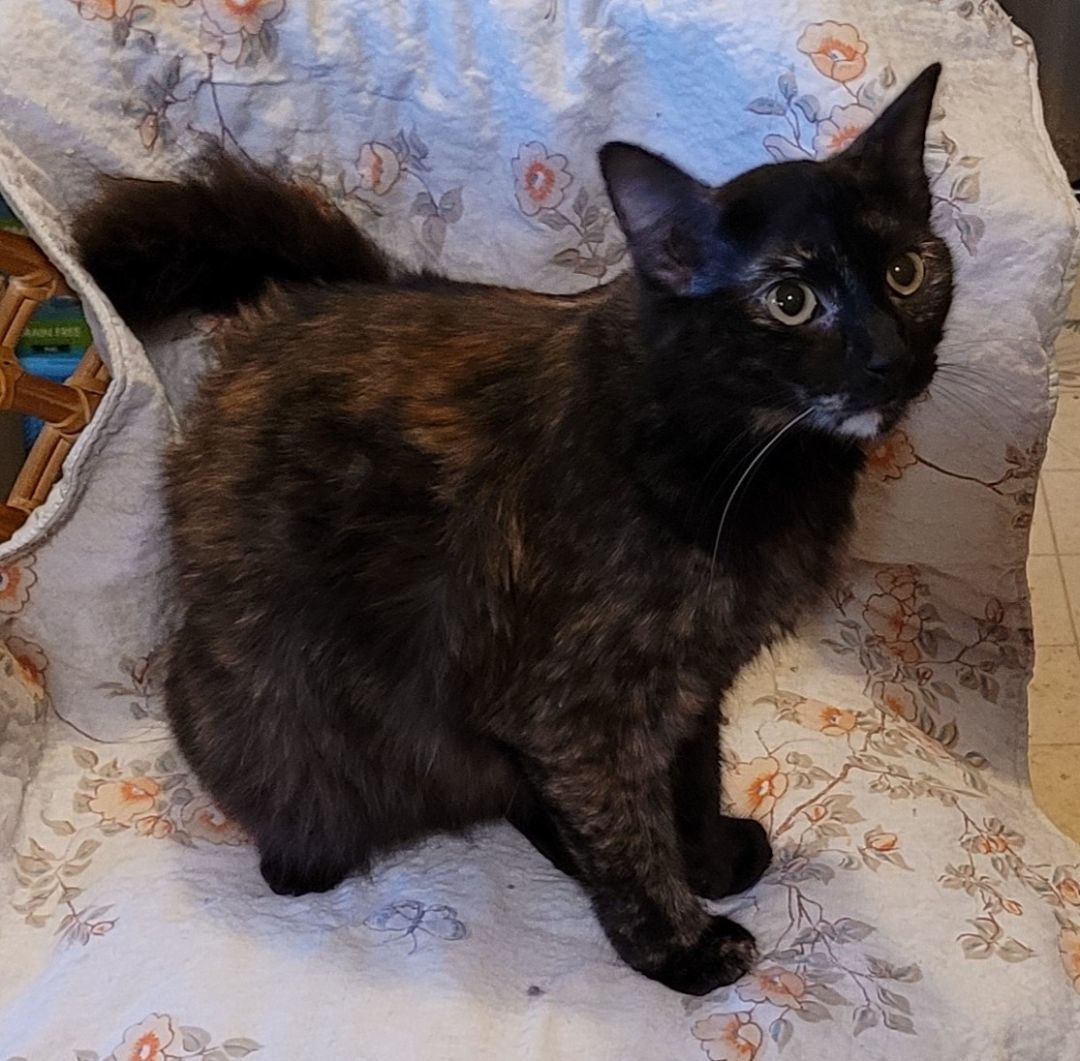 Jill, Adoptable, Adult Female Tortoiseshell.