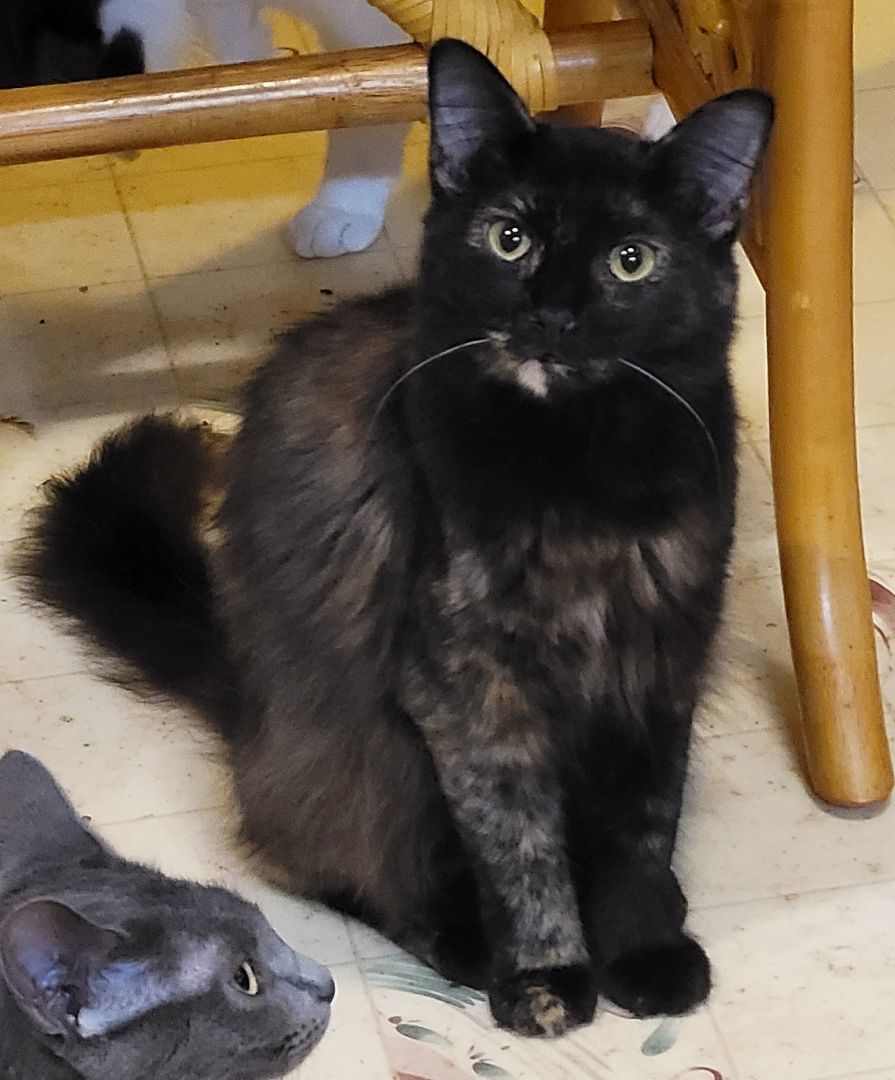 Enlarge Jill, a Adoptable Tortoiseshell in RIVERSIDE, CA image 2/3