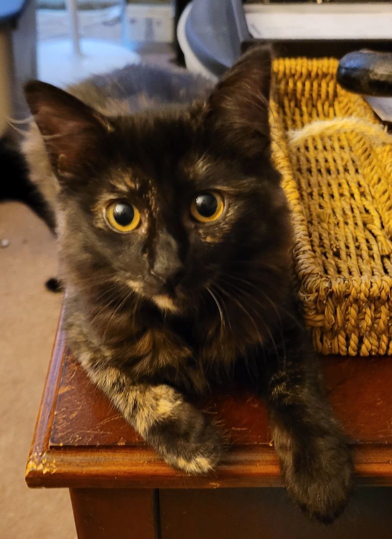 Enlarge Jill, a Adoptable Tortoiseshell in RIVERSIDE, CA image 3/3