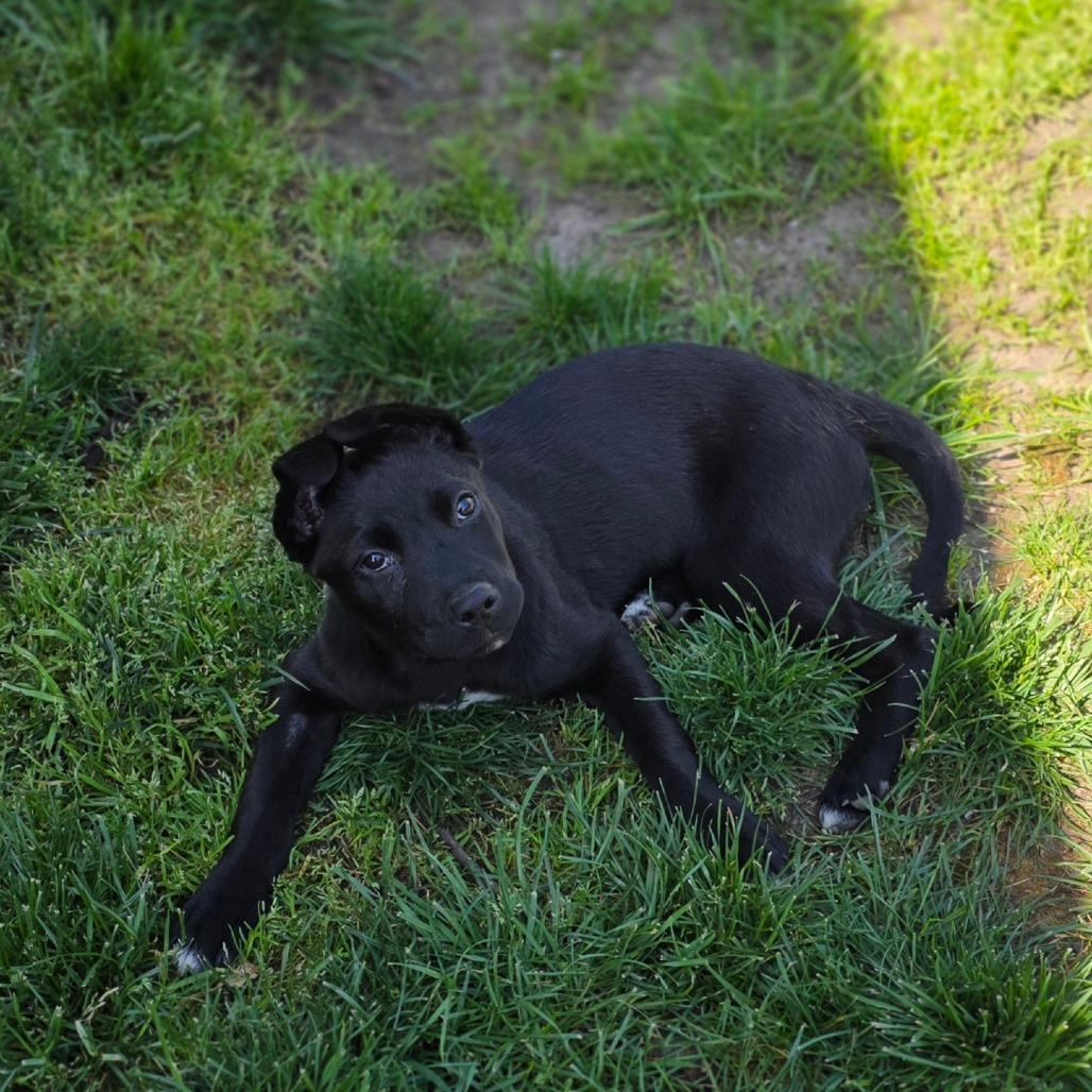 Josie Mae, Adoptable, Puppy Female Australian Cattle Dog / Blue Heeler & Mixed Breed.