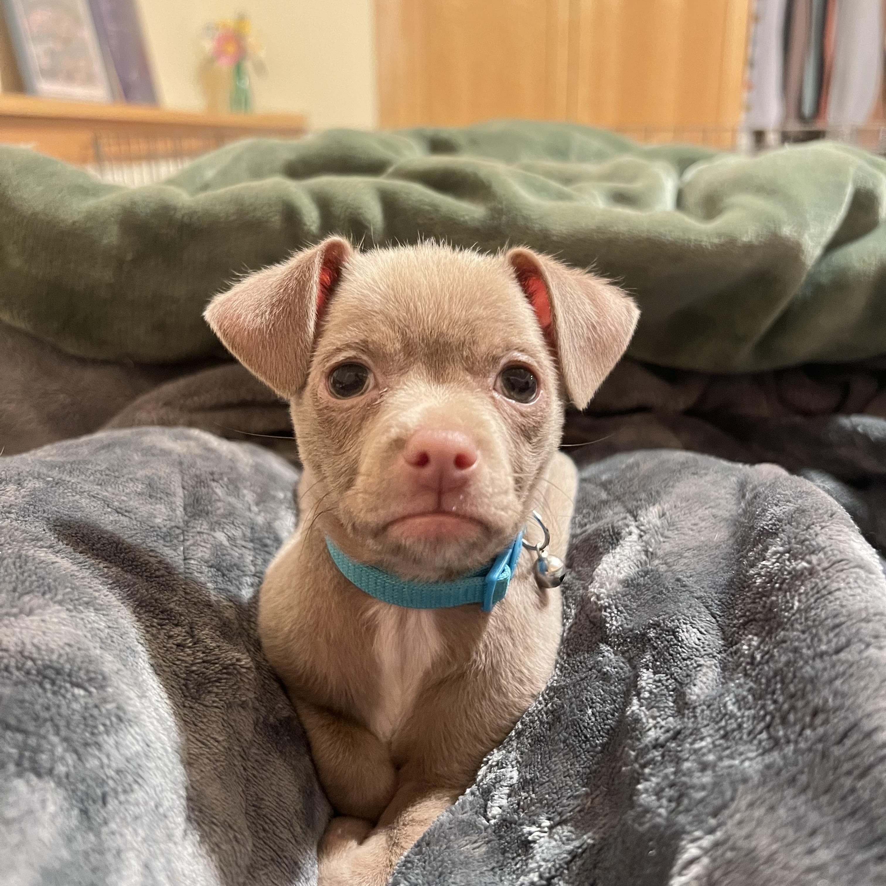 Teddy, adoptable, Puppy Male Chihuahua.