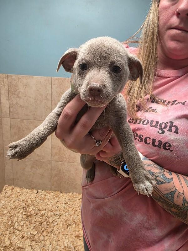 Enlarge Teddy, an adoptable mixed breed in Zimmerman, MN image 5/5