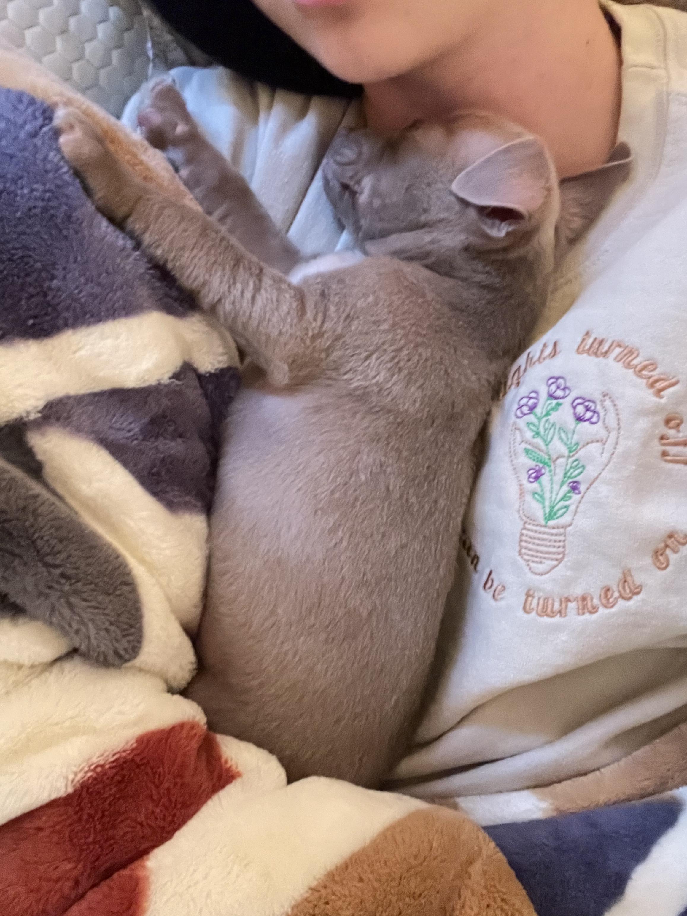 Enlarge Teddy, an adoptable mixed breed in Zimmerman, MN image 4/5