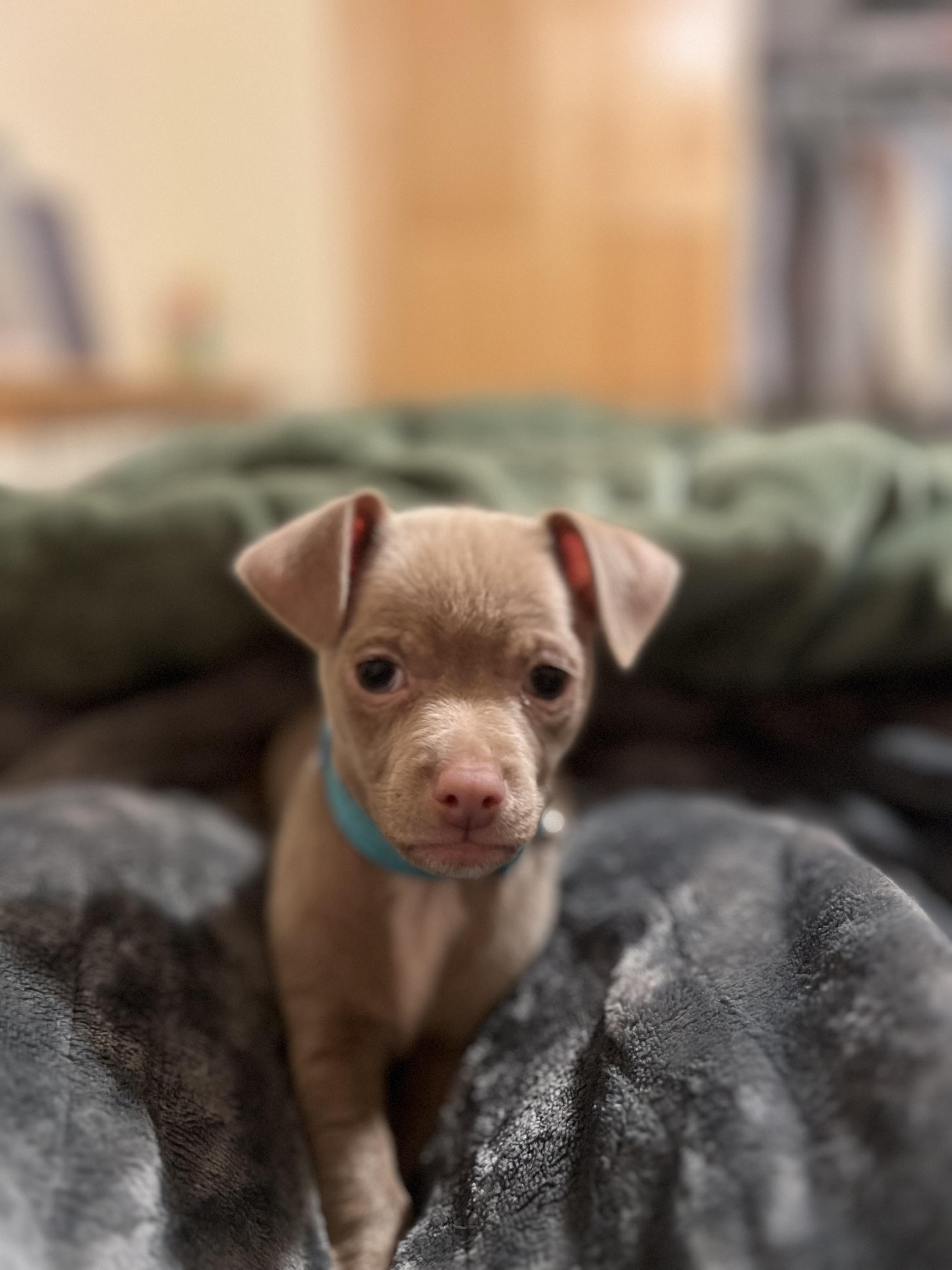 Enlarge Teddy, an adoptable mixed breed in Zimmerman, MN image 3/5