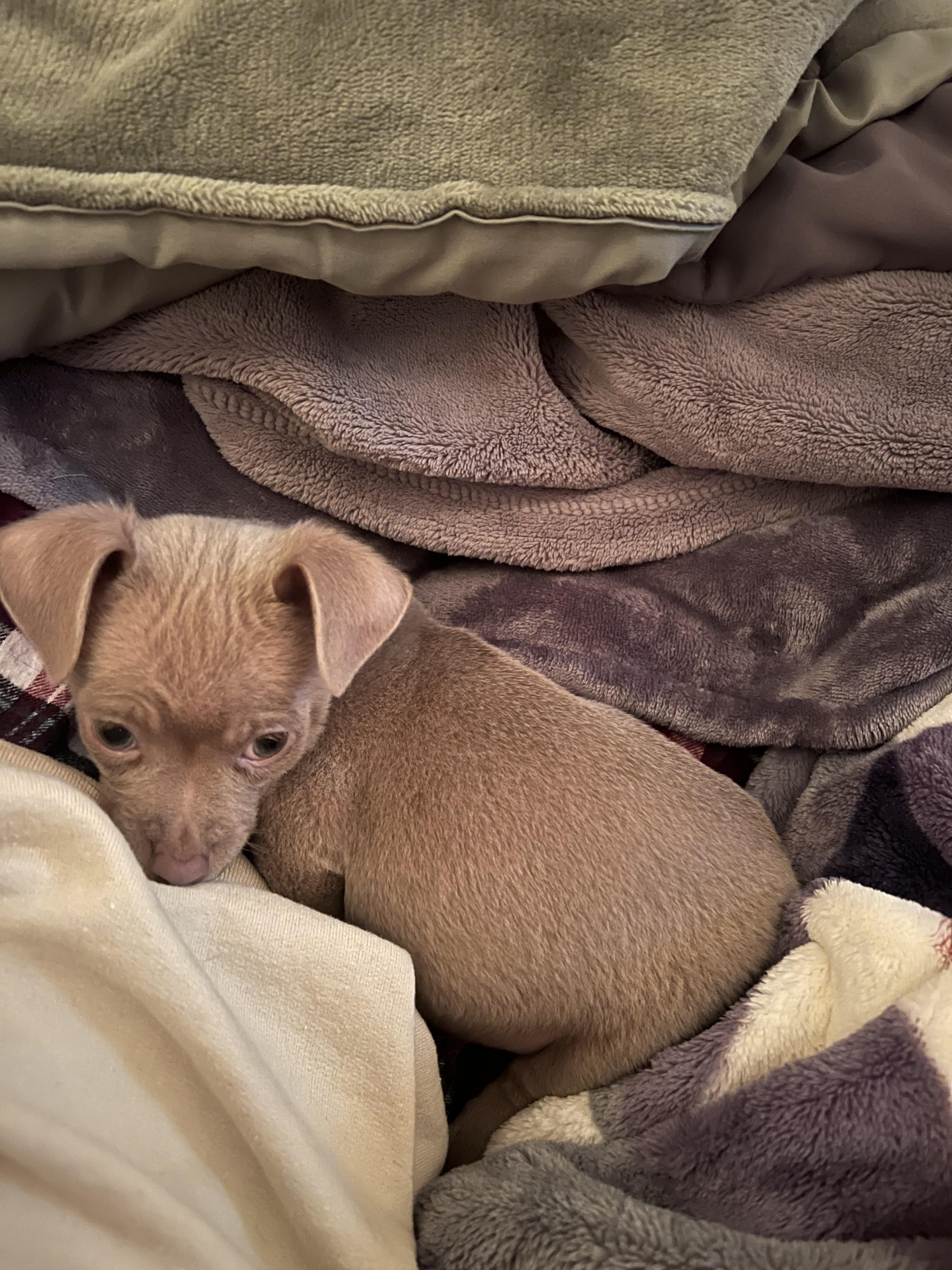 Enlarge Teddy, an adoptable mixed breed in Zimmerman, MN image 2/5