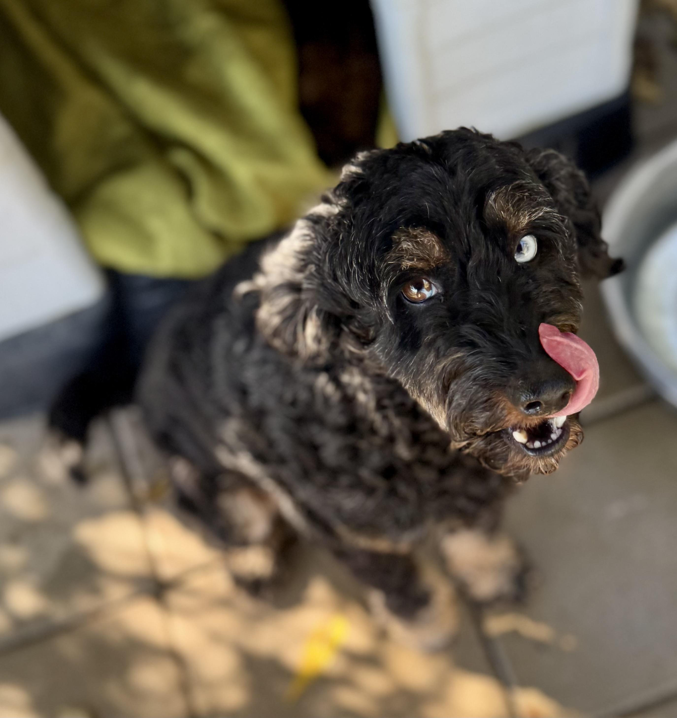 Enlarge Elijah, a Adoptable Aussiedoodle in Washington, MO image 2/3
