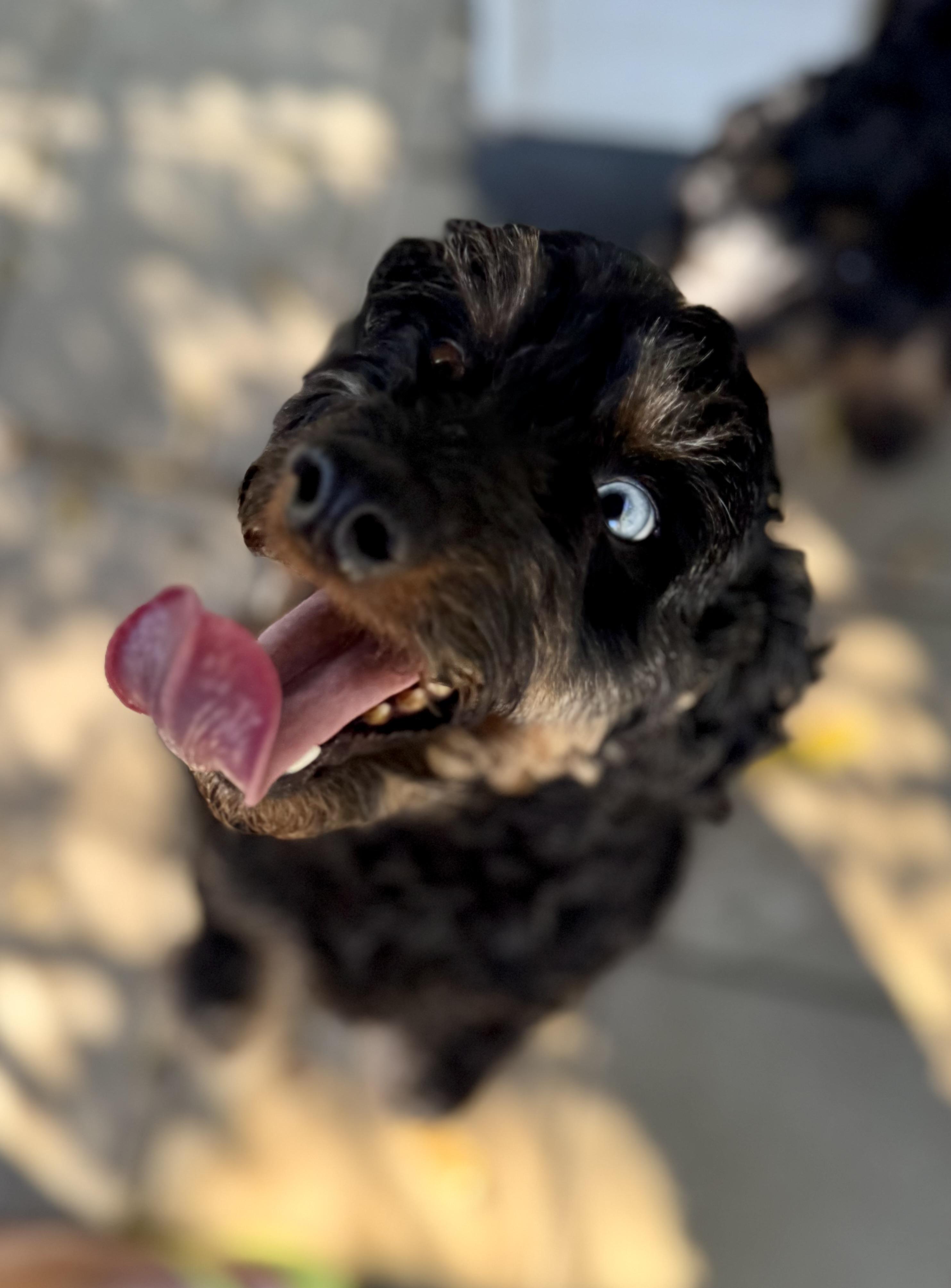 Enlarge Elijah, a Adoptable Aussiedoodle in Washington, MO image 3/3