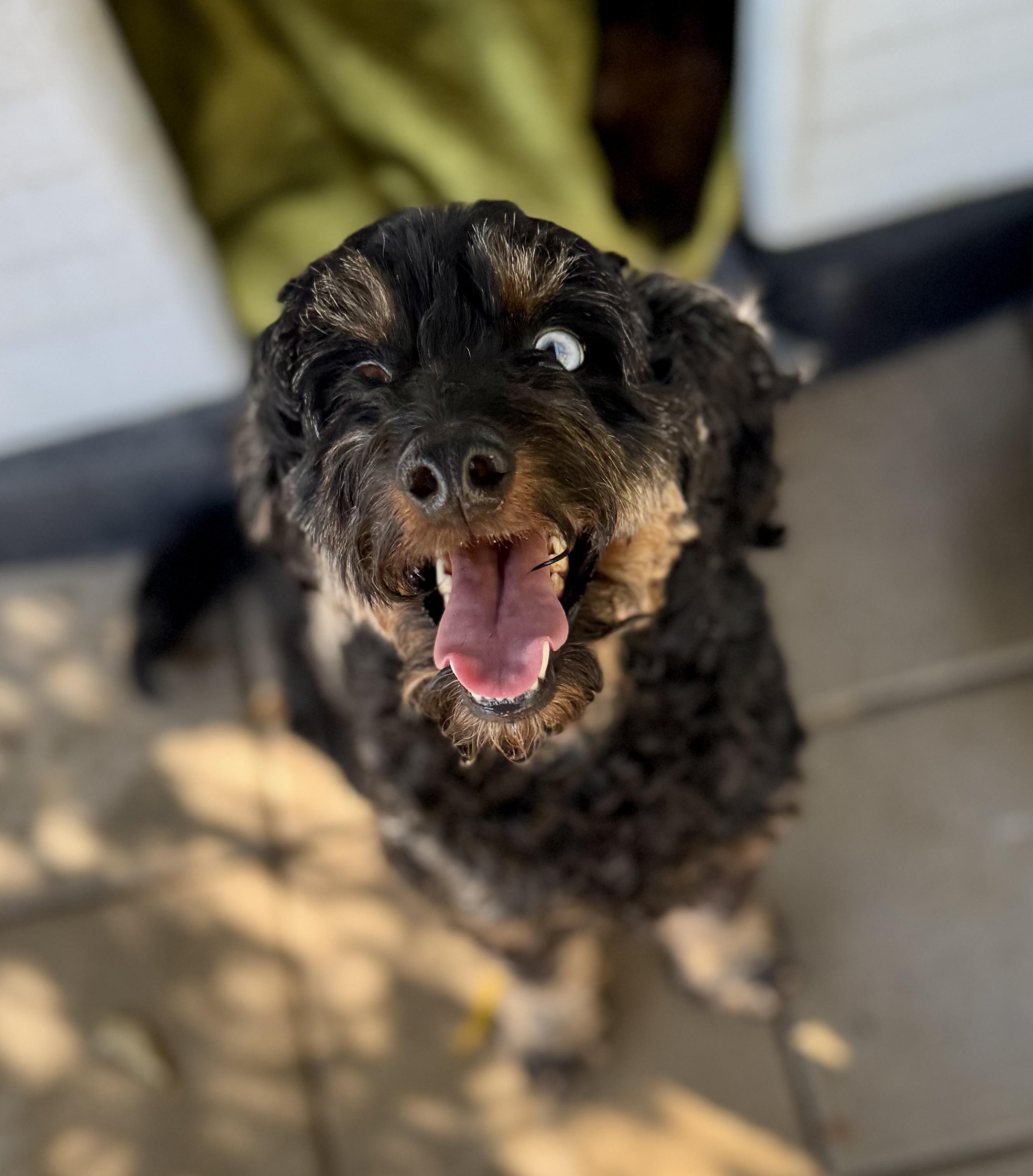 Enlarge Elijah, a Adoptable Aussiedoodle in Washington, MO image 1/3
