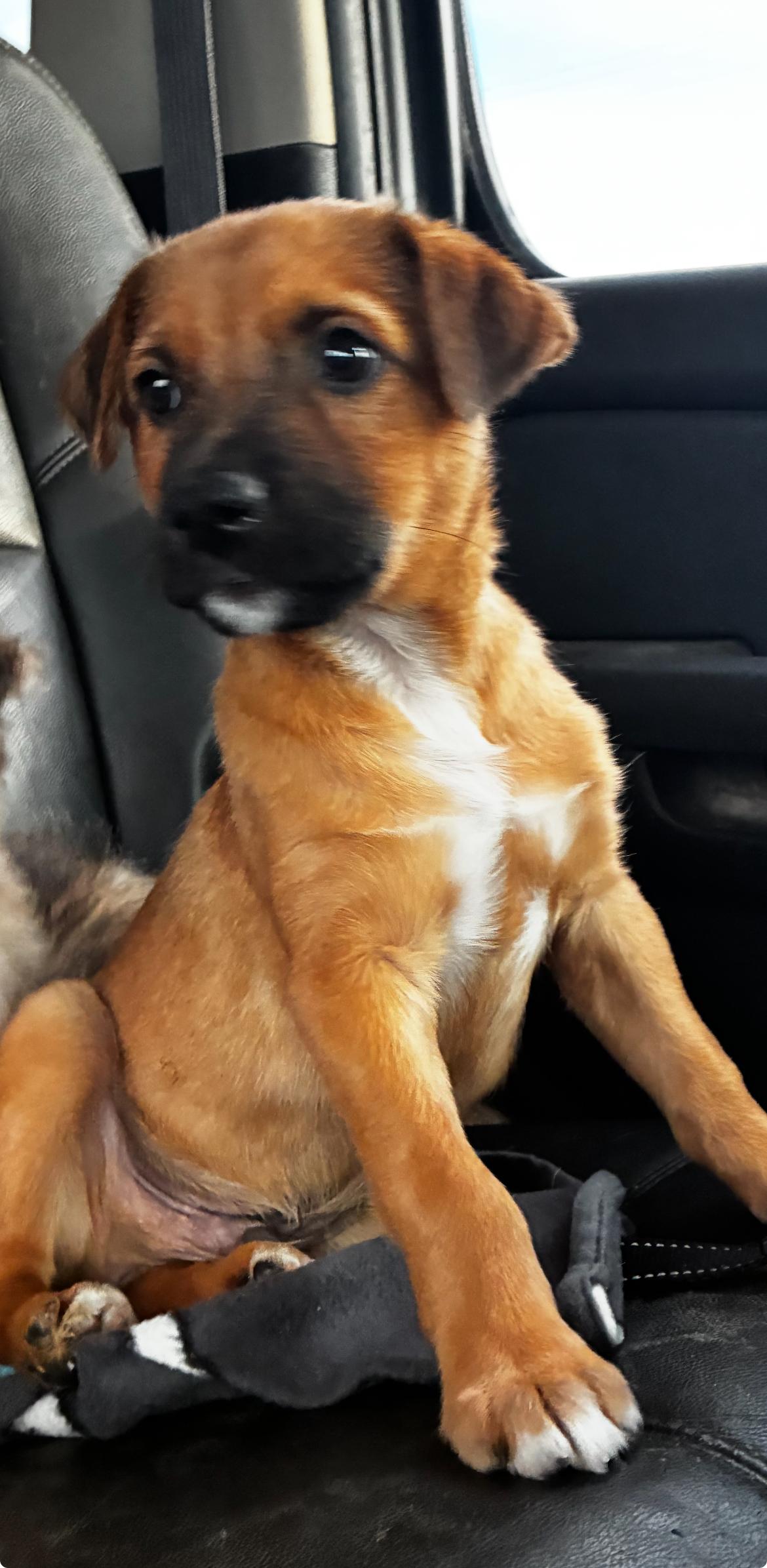 Oakley, Adoptable, Puppy Male Black Mouth Cur & Boxer.