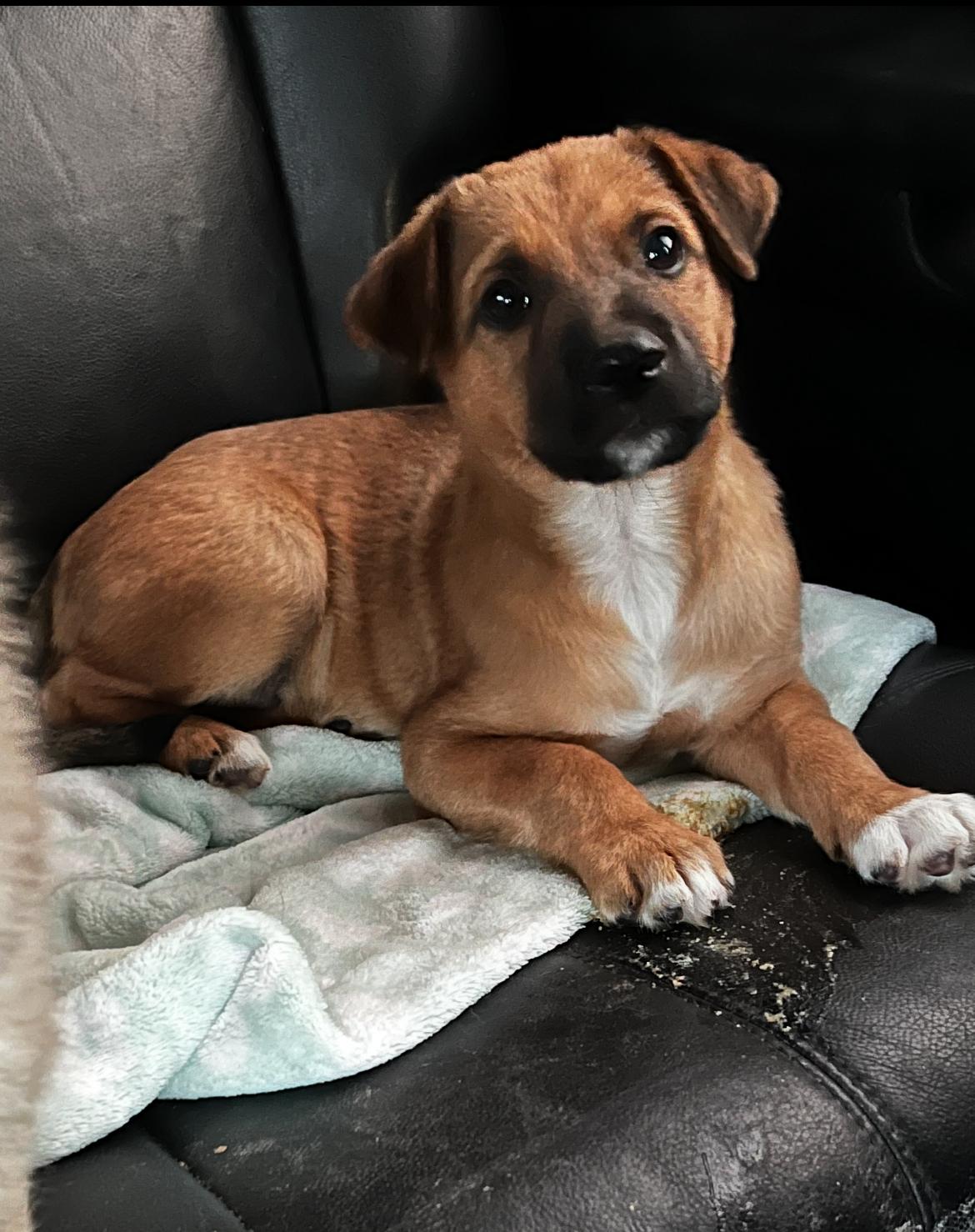 Oakley, an adopted mixed breed in Gilbert, AZ image 2/2