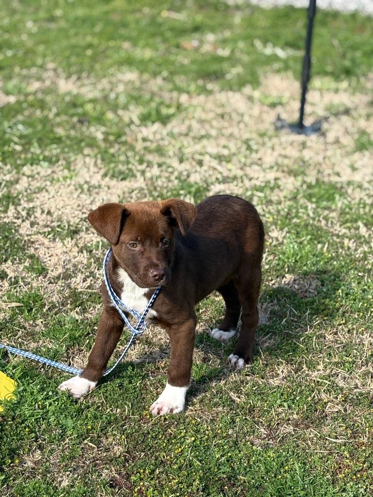 Tito, Adopted, Young Male Mixed Breed.