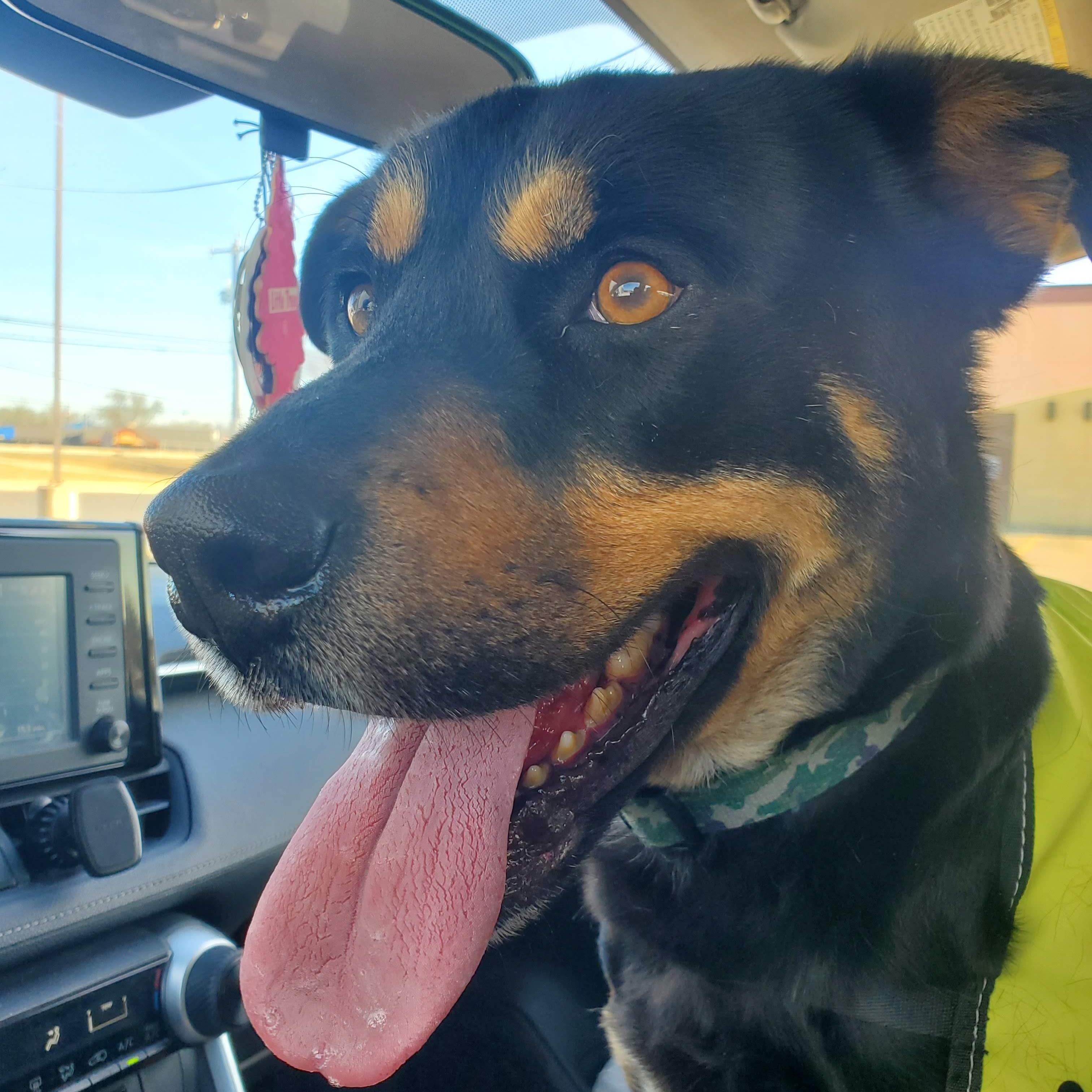 Enlarge Martin , a ADOPTABLE mixed breed in Elkhorn, WI image 5/5