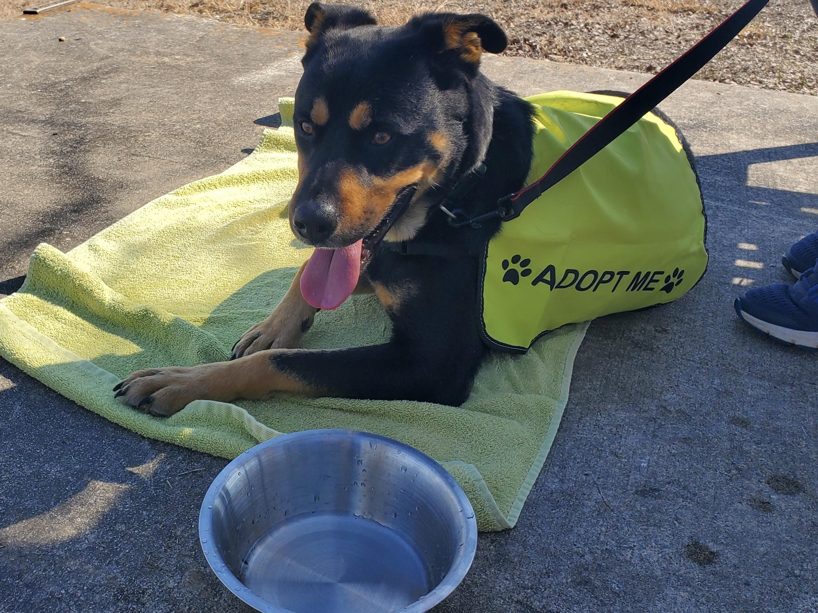 Enlarge Martin , a ADOPTABLE mixed breed in Elkhorn, WI image 2/5