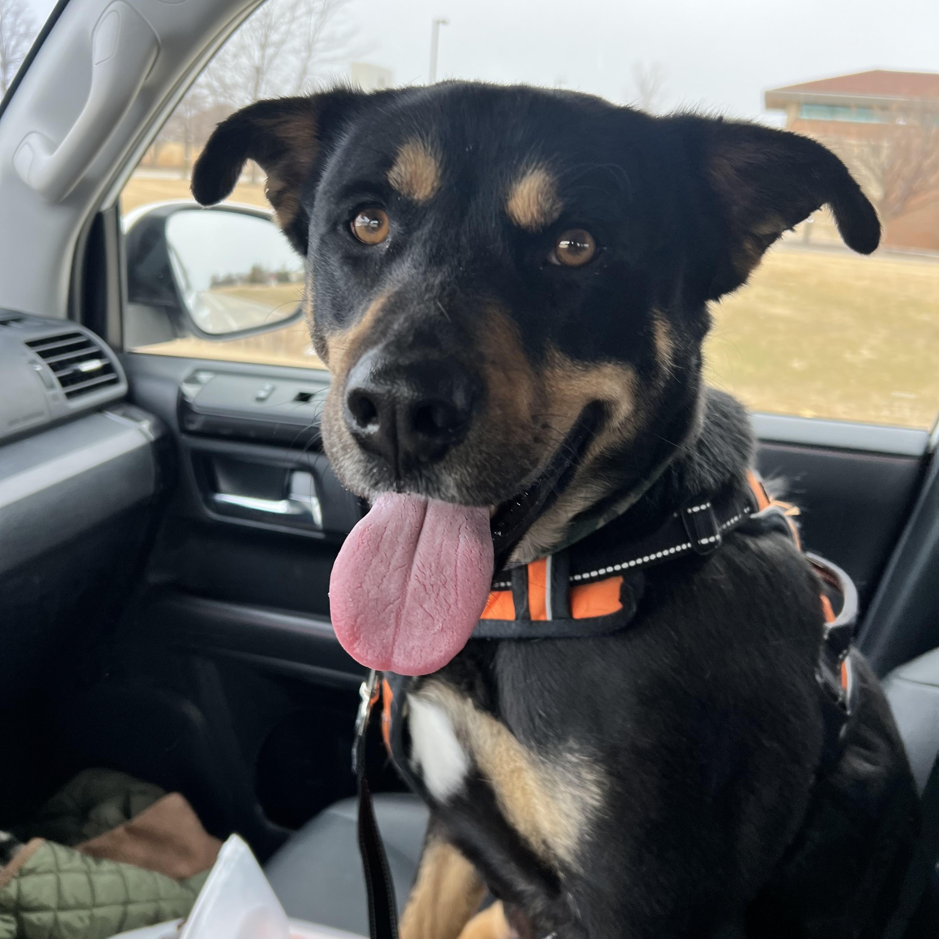 Martin , ADOPTABLE, Adult Male Rottweiler & Shepherd.