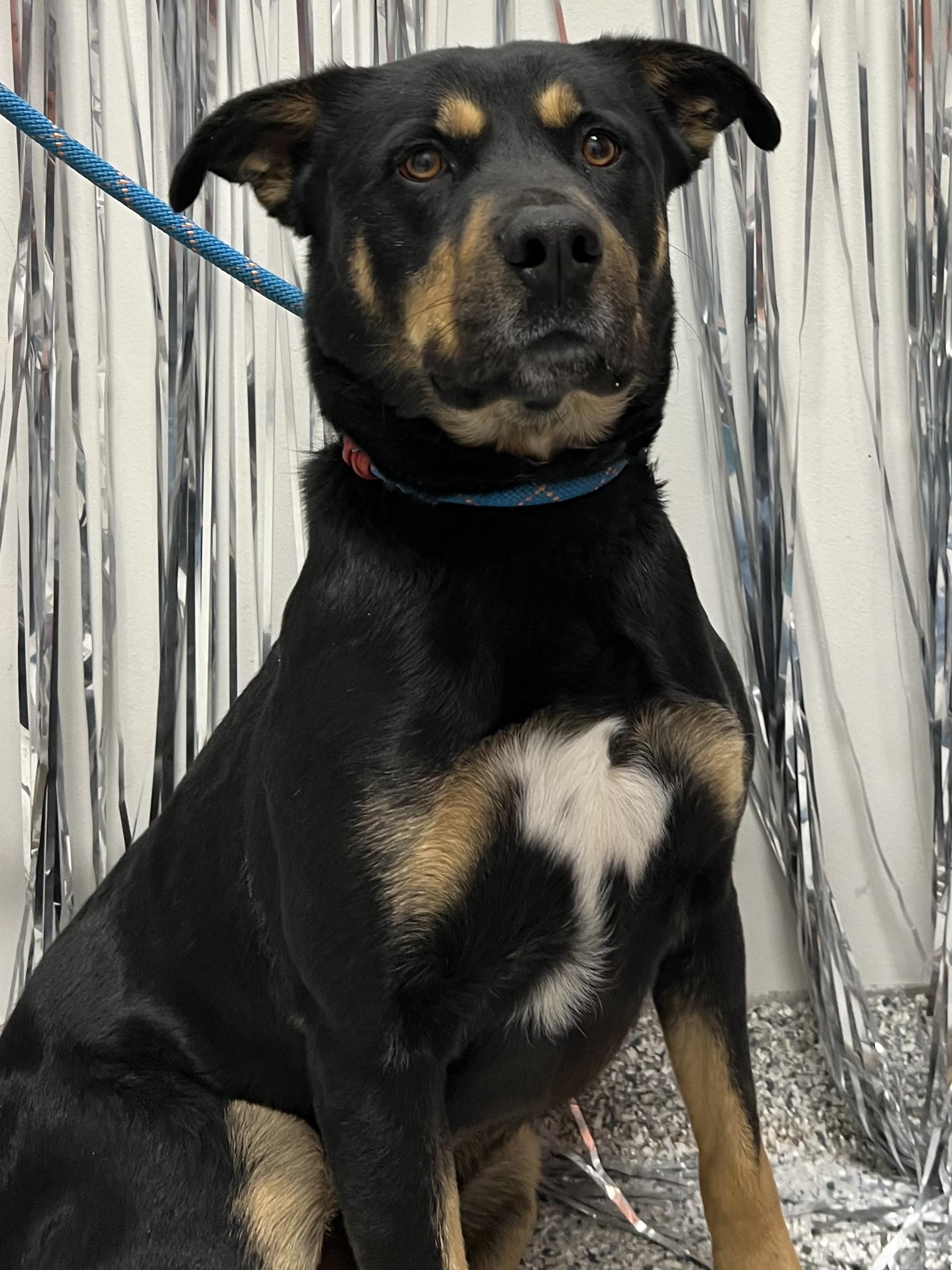 Martin , ADOPTABLE, Adult Male Rottweiler & Shepherd.