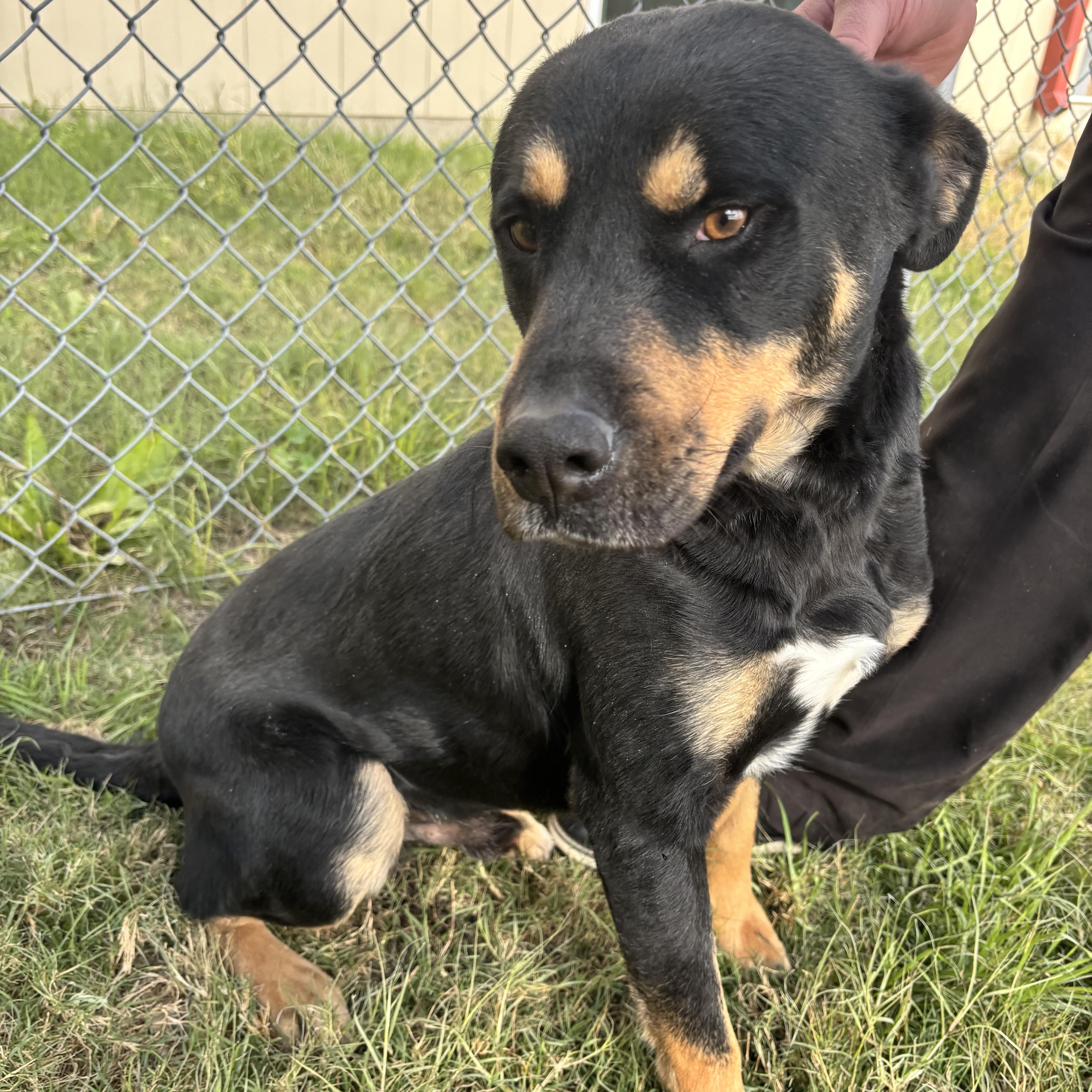 Enlarge Martin , a ADOPTABLE mixed breed in Elkhorn, WI image 4/5