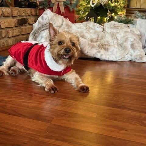 Enlarge Sarge, a Adoptable Yorkshire Terrier in Baton Rouge, LA image 1/6