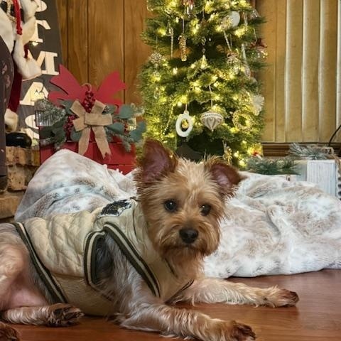 Enlarge Sarge, a Adoptable Yorkshire Terrier in Baton Rouge, LA image 6/6