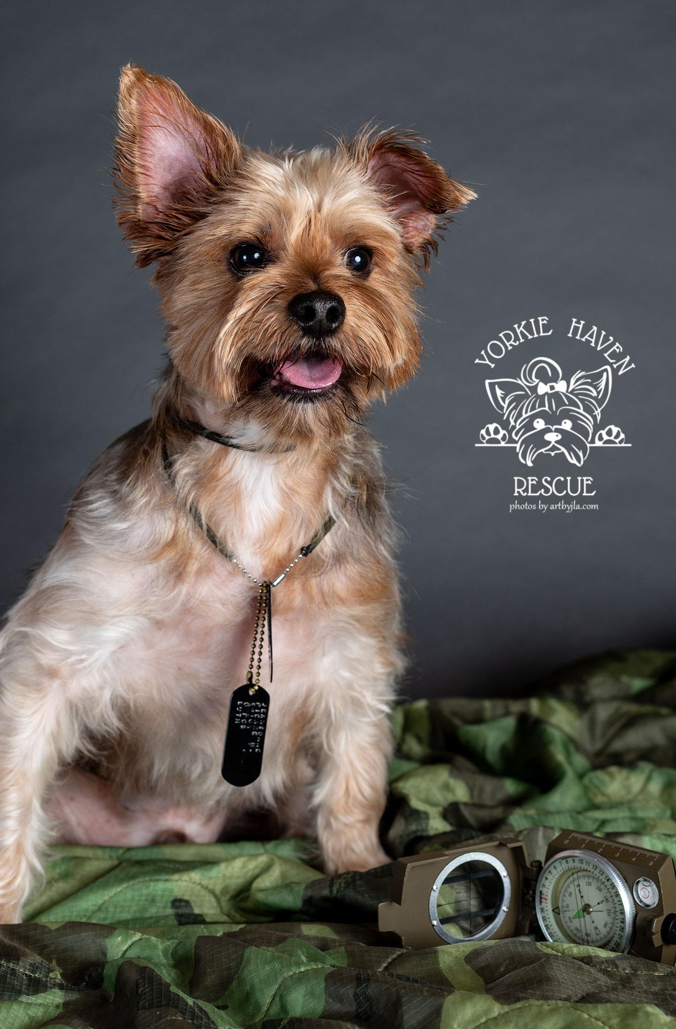 Enlarge Sarge, a Adoptable Yorkshire Terrier in Baton Rouge, LA image 3/6