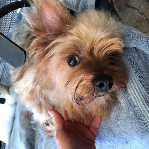 Enlarge Sarge, a Adoptable Yorkshire Terrier in Baton Rouge, LA image 4/6