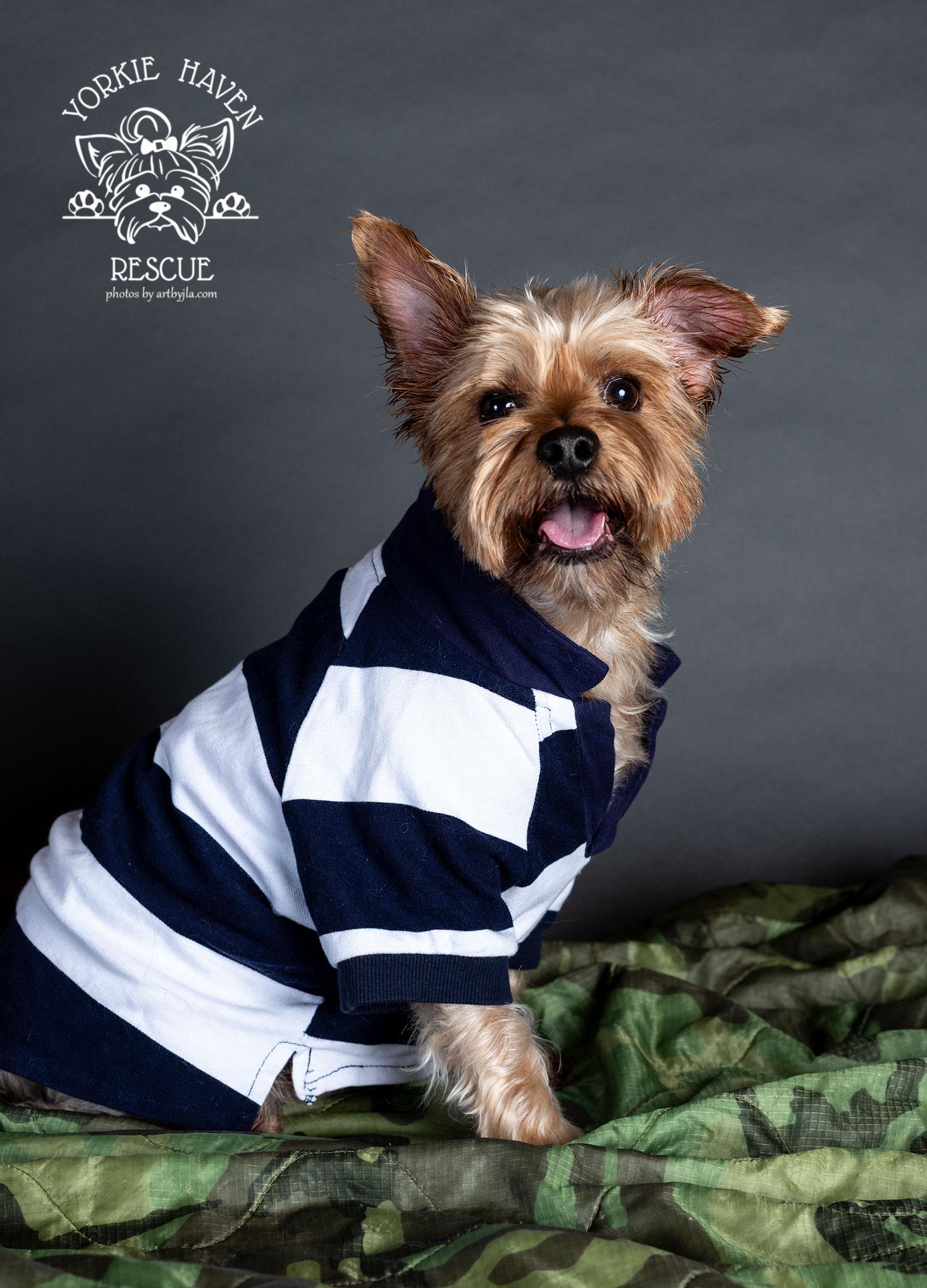 Enlarge Sarge, a Adoptable Yorkshire Terrier in Baton Rouge, LA image 5/6