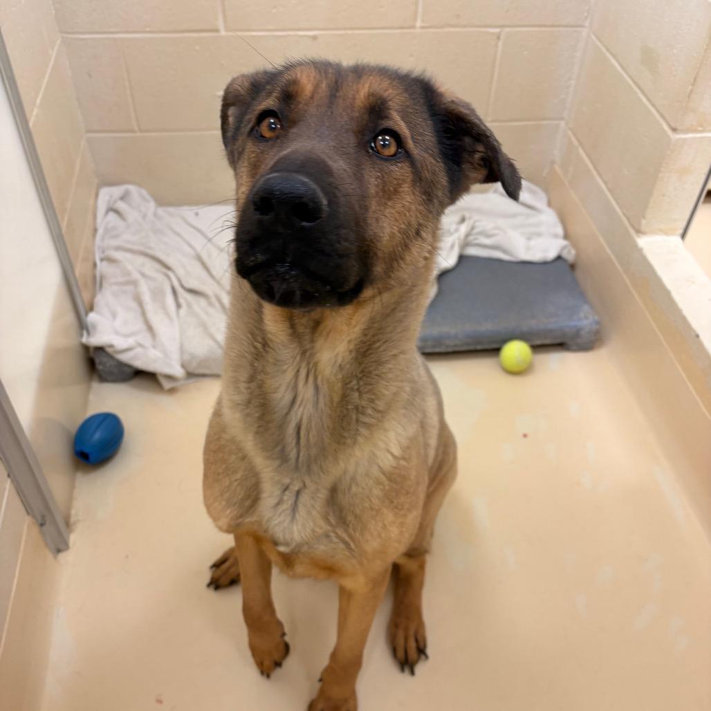 Enlarge Stacie, a Adoptable Mixed Breed in Winston-Salem, NC image 1/4