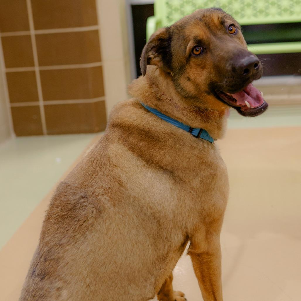 Enlarge Stacie, a Adoptable Mixed Breed in Winston-Salem, NC image 2/4